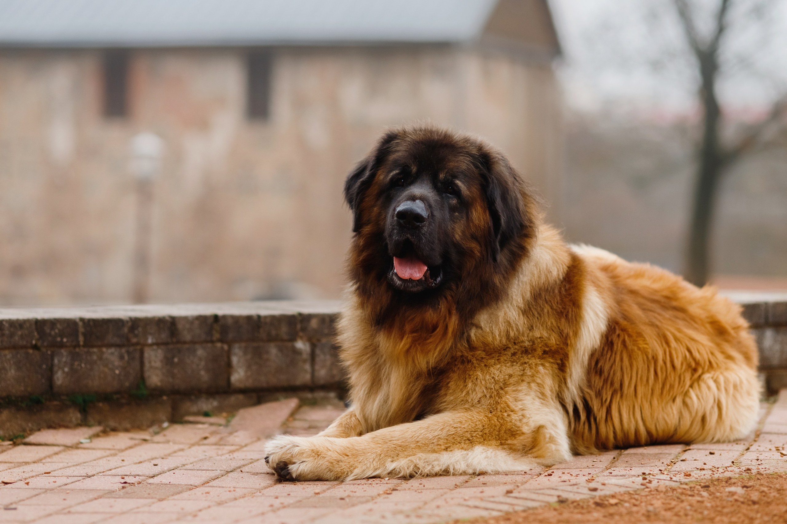 Leonbergers. Kaja | fotograf we Wrocławiu | ludzie i psy