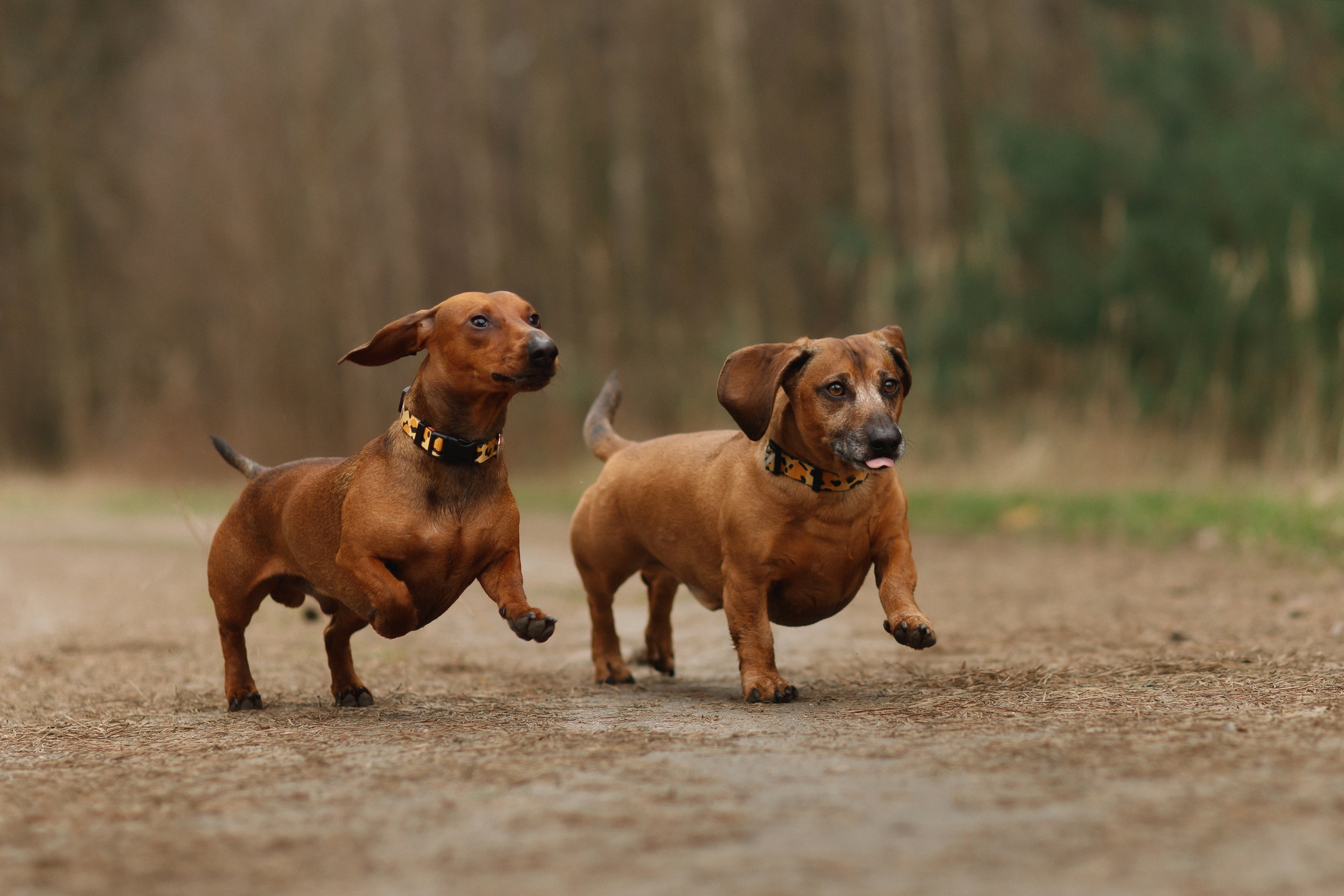 Ania, Franek & Vincent. Kaja | fotograf psów we Wrocławiu