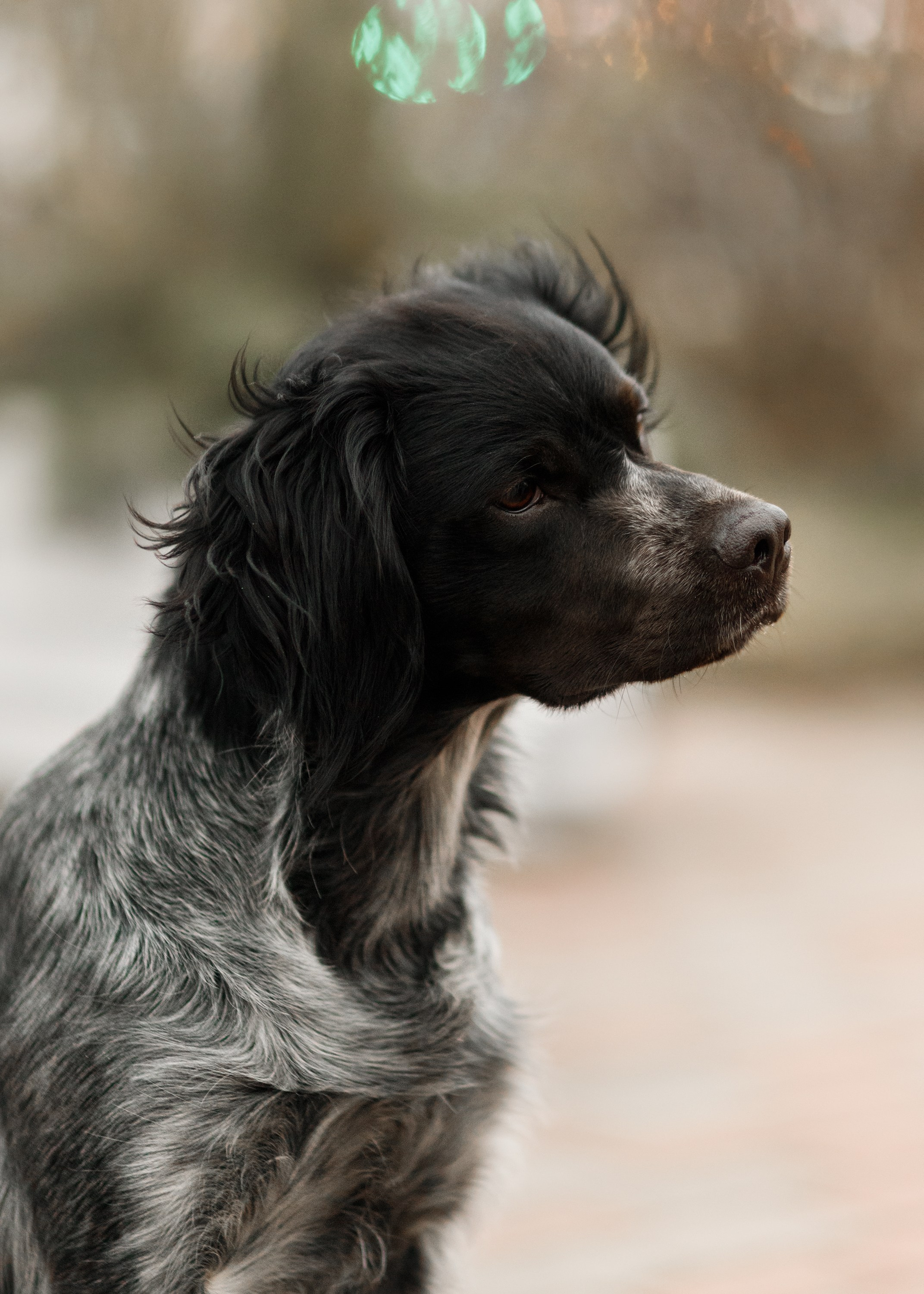 Autumn photo day for dog handler. Kaja | fotograf we Wrocławiu | ludzie i psy