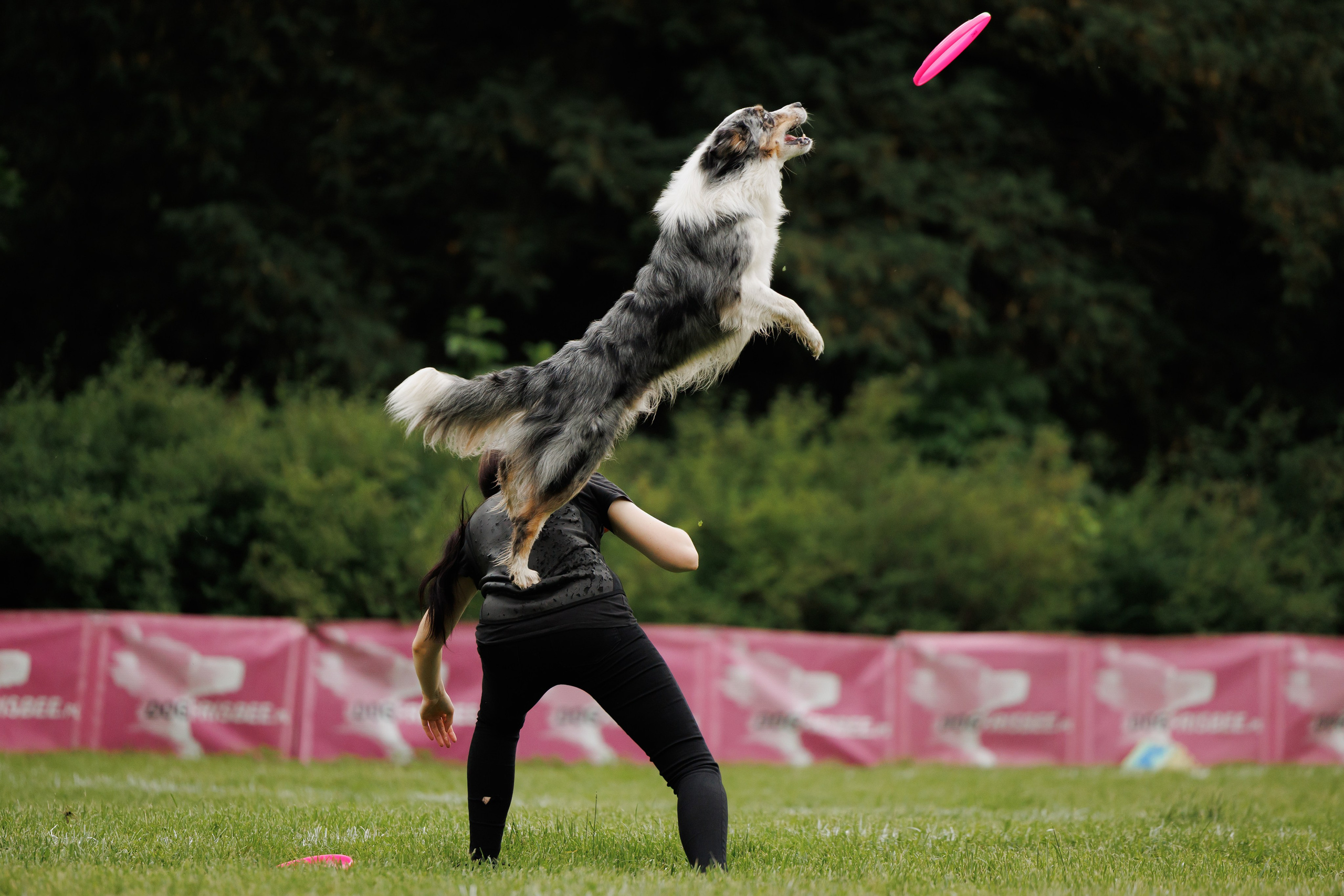 Latające psy, Wrocław'25. Kaja | fotograf psów we Wrocławiu