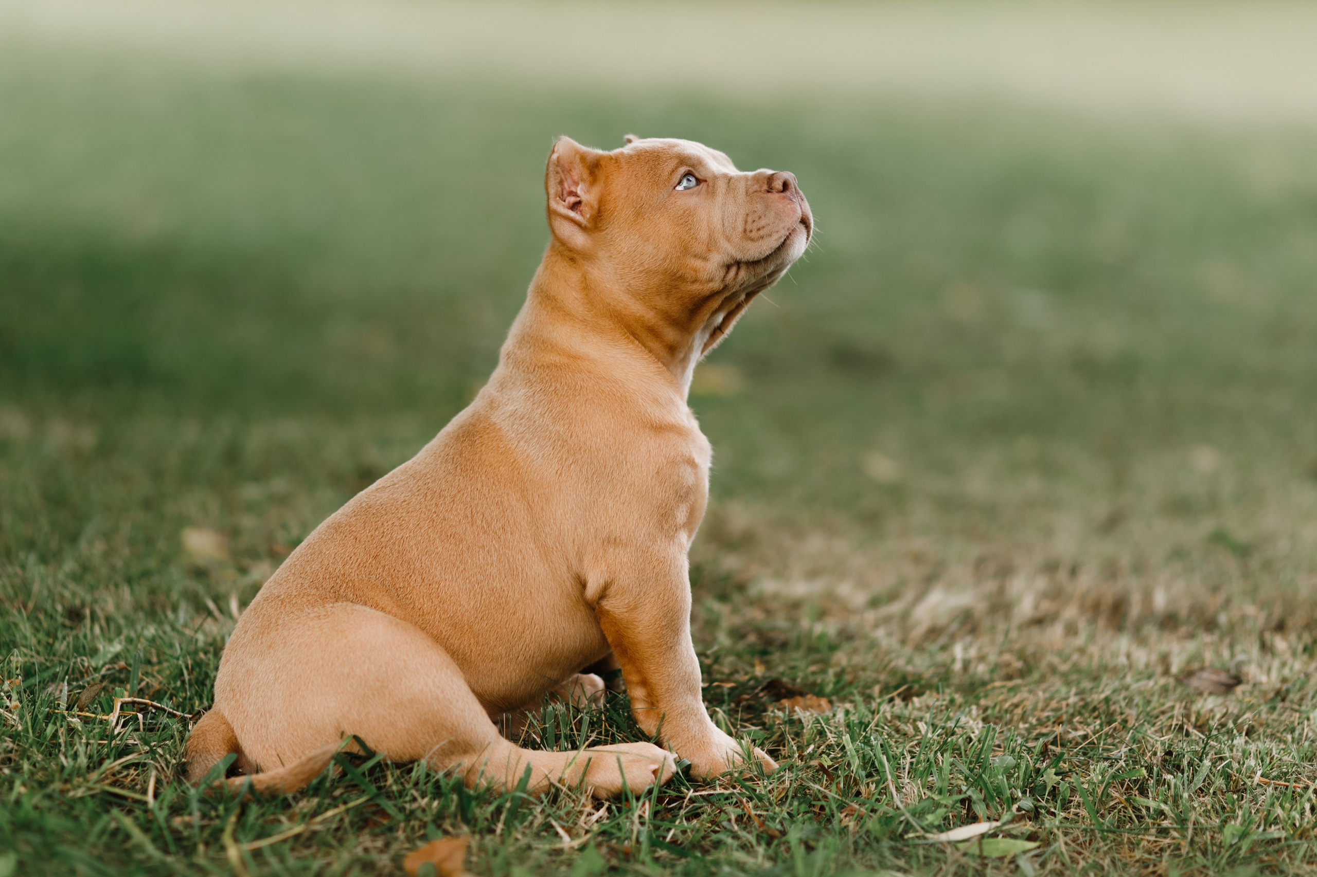 Bullie puppies. Kaja | fotograf we Wrocławiu | ludzie i psy