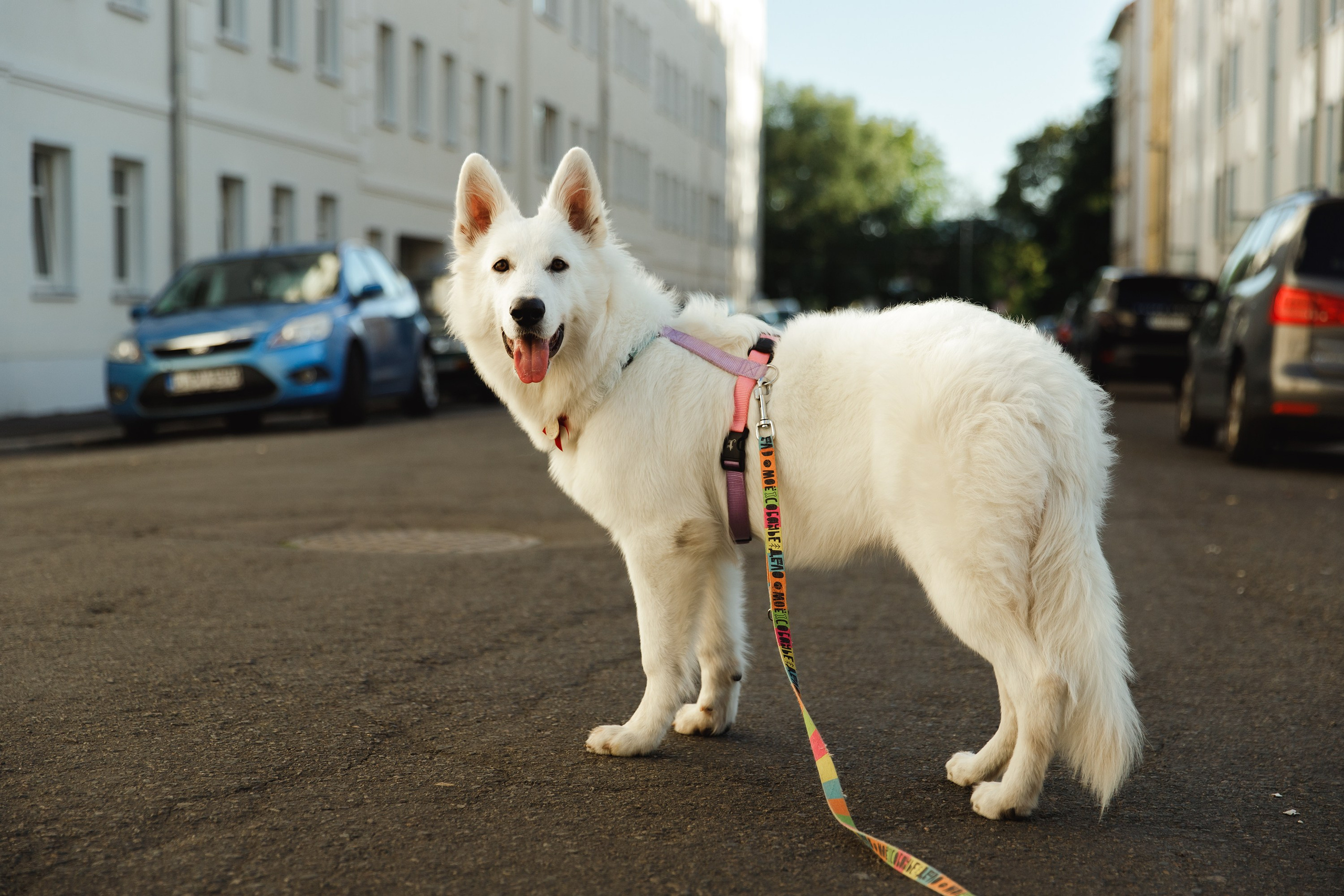 Astra in Leipzig. Kaja | fotograf we Wrocławiu | ludzie i psy