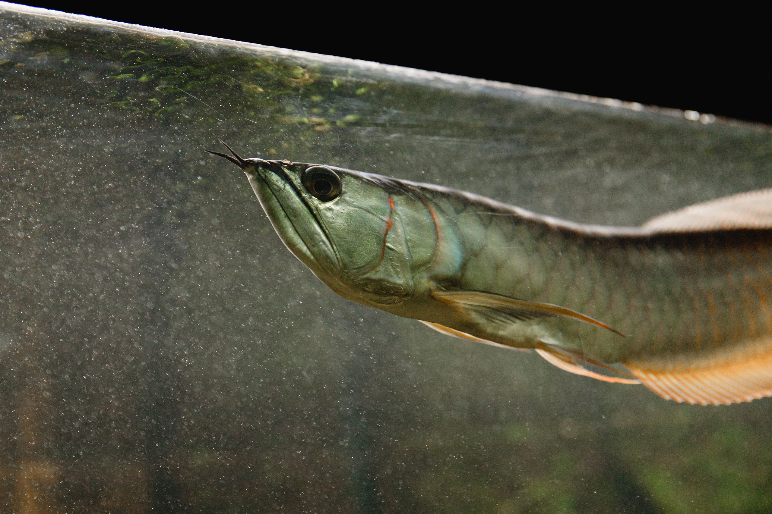Botanical garden in Wroclaw. Kaja | fotograf we Wrocławiu | ludzie i psy