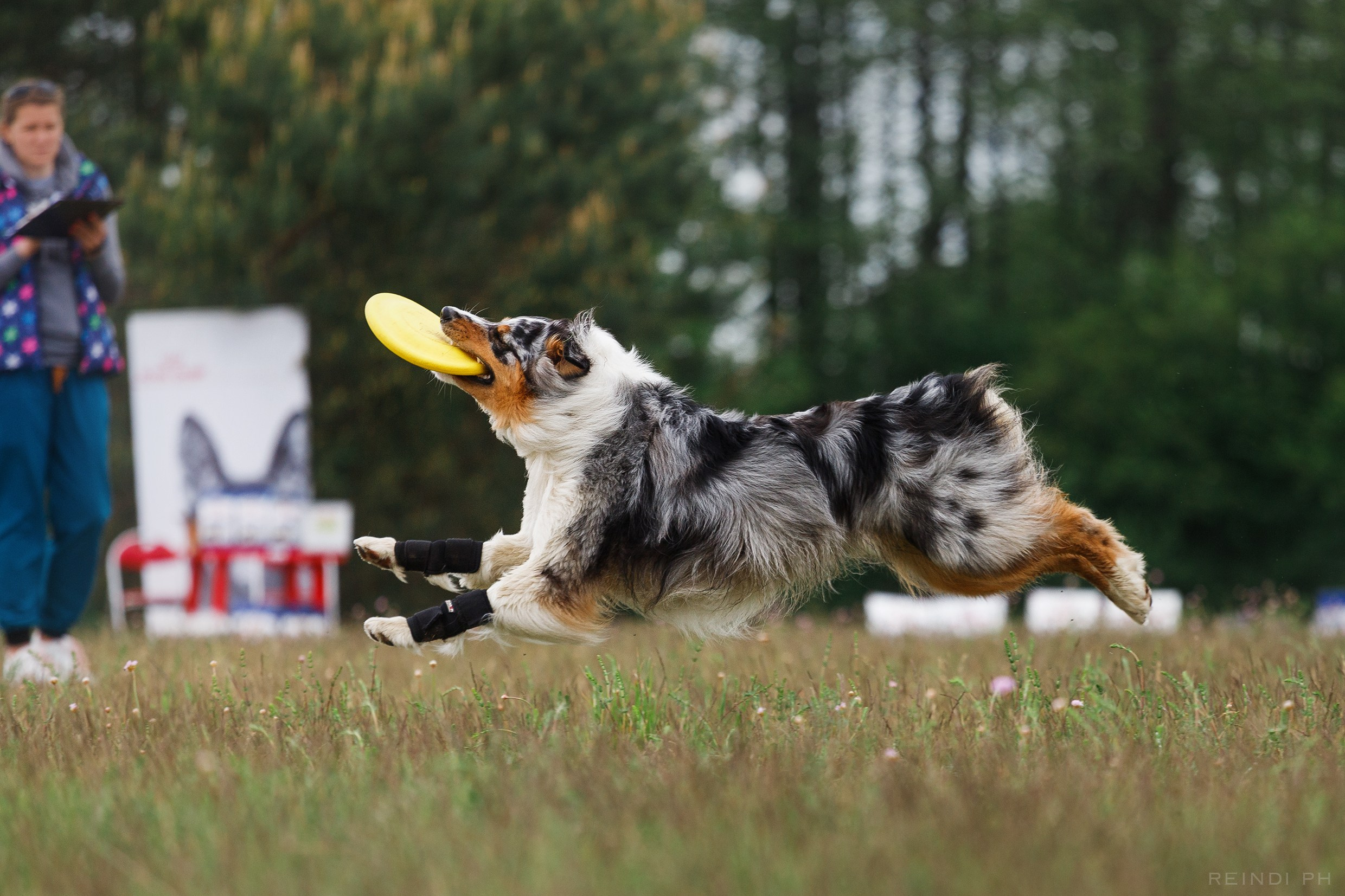 Dog frisbee championship | summer. Kaja | fotograf we Wrocławiu | ludzie i psy
