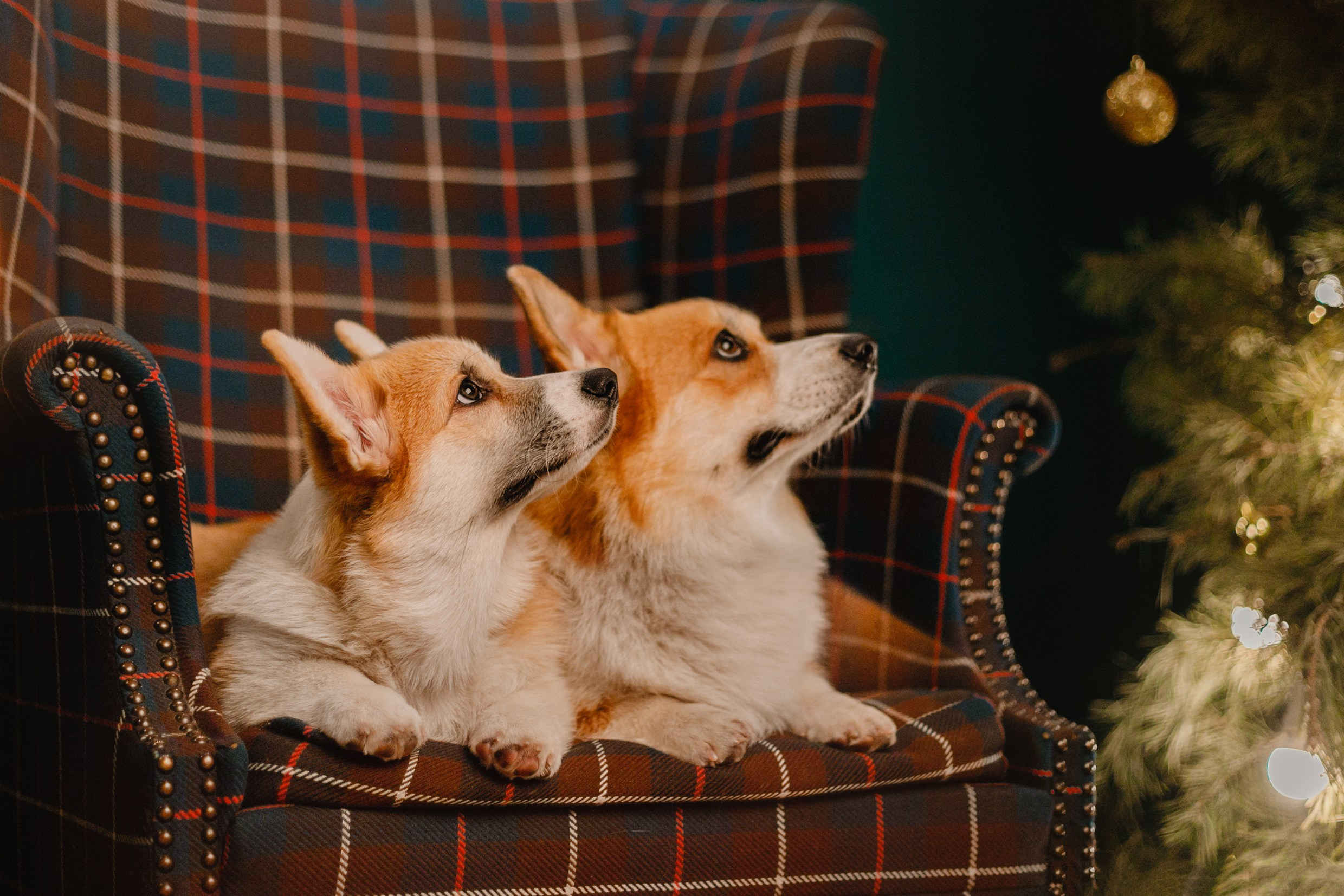 New Year corgis in studio. Kaja | fotograf we Wrocławiu | ludzie i psy