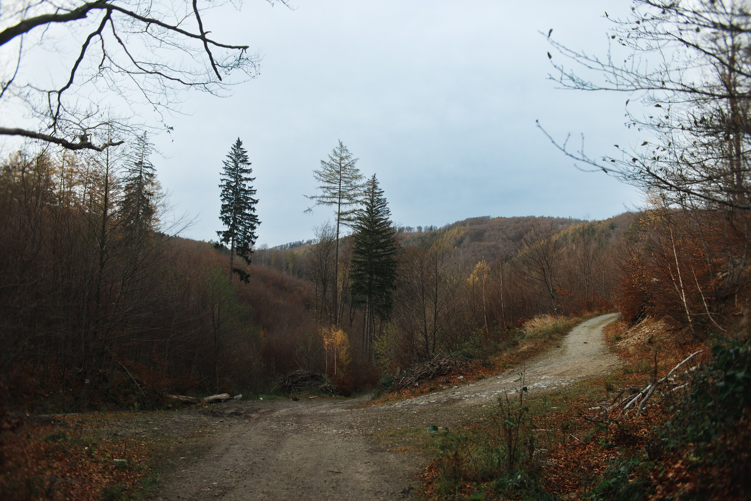 Sowie góry. Kaja | fotograf we Wrocławiu | ludzie i psy