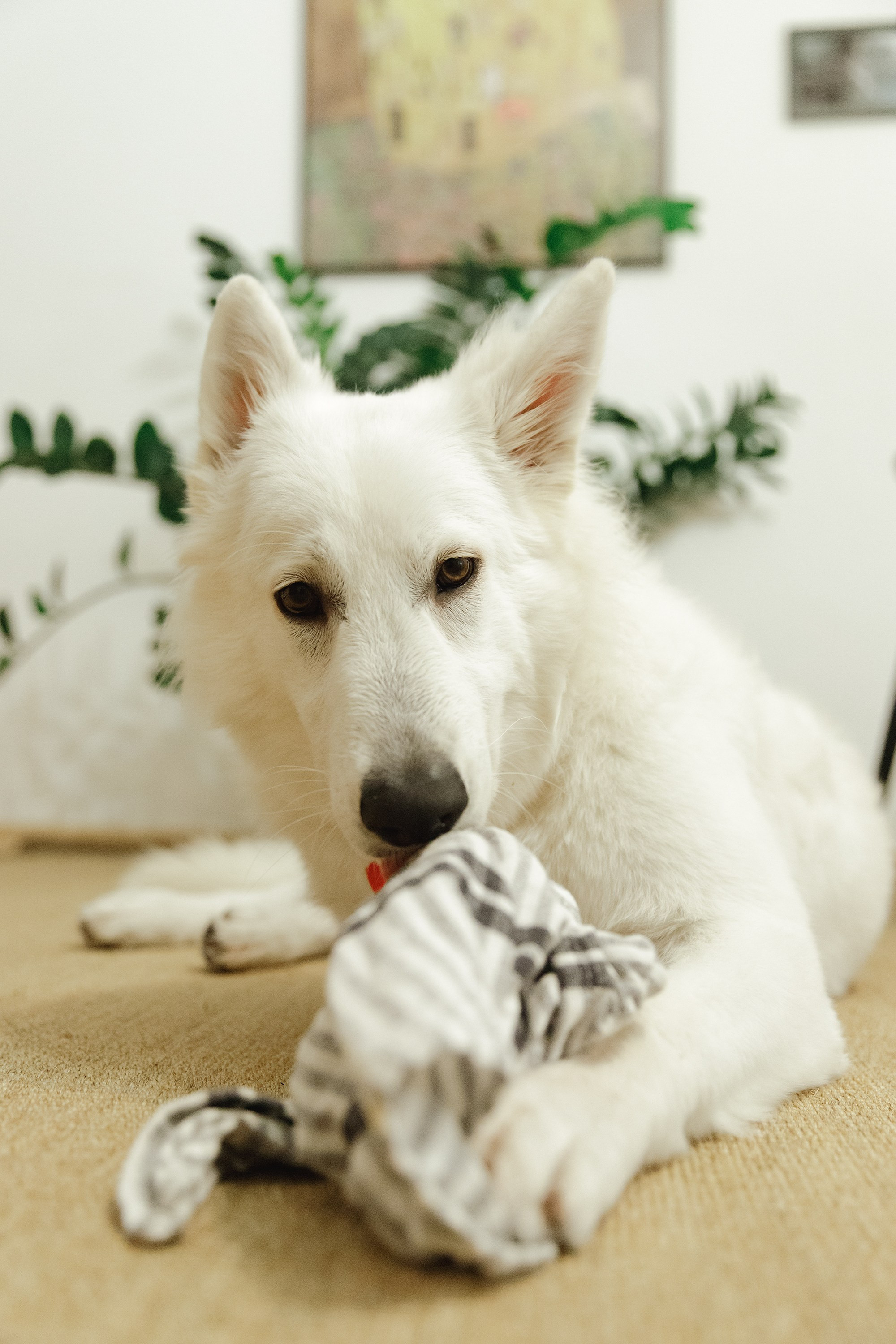 Astra in Leipzig. Kaja | fotograf we Wrocławiu | ludzie i psy