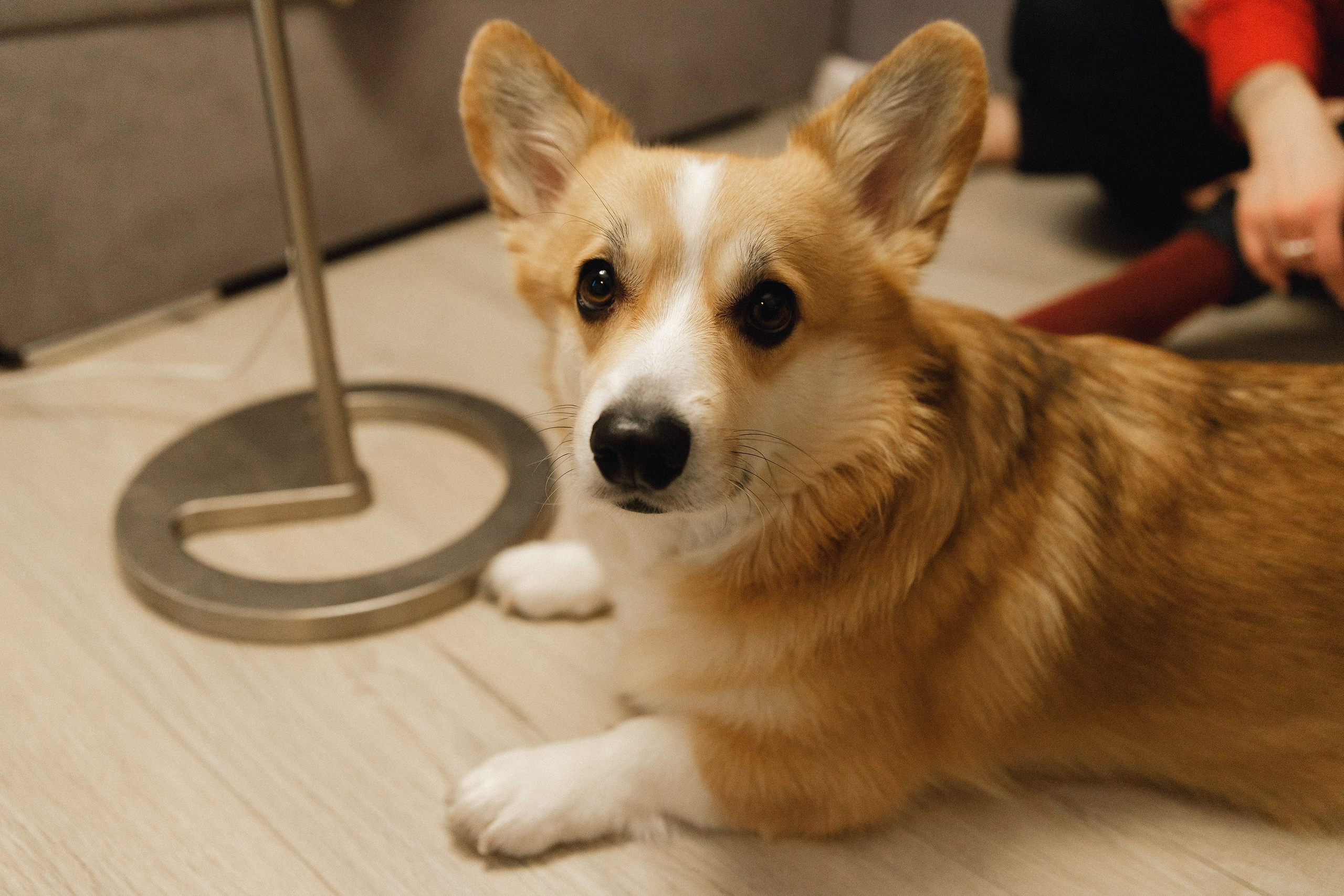 Dasha & Daisy. Kaja | fotograf psów we Wrocławiu