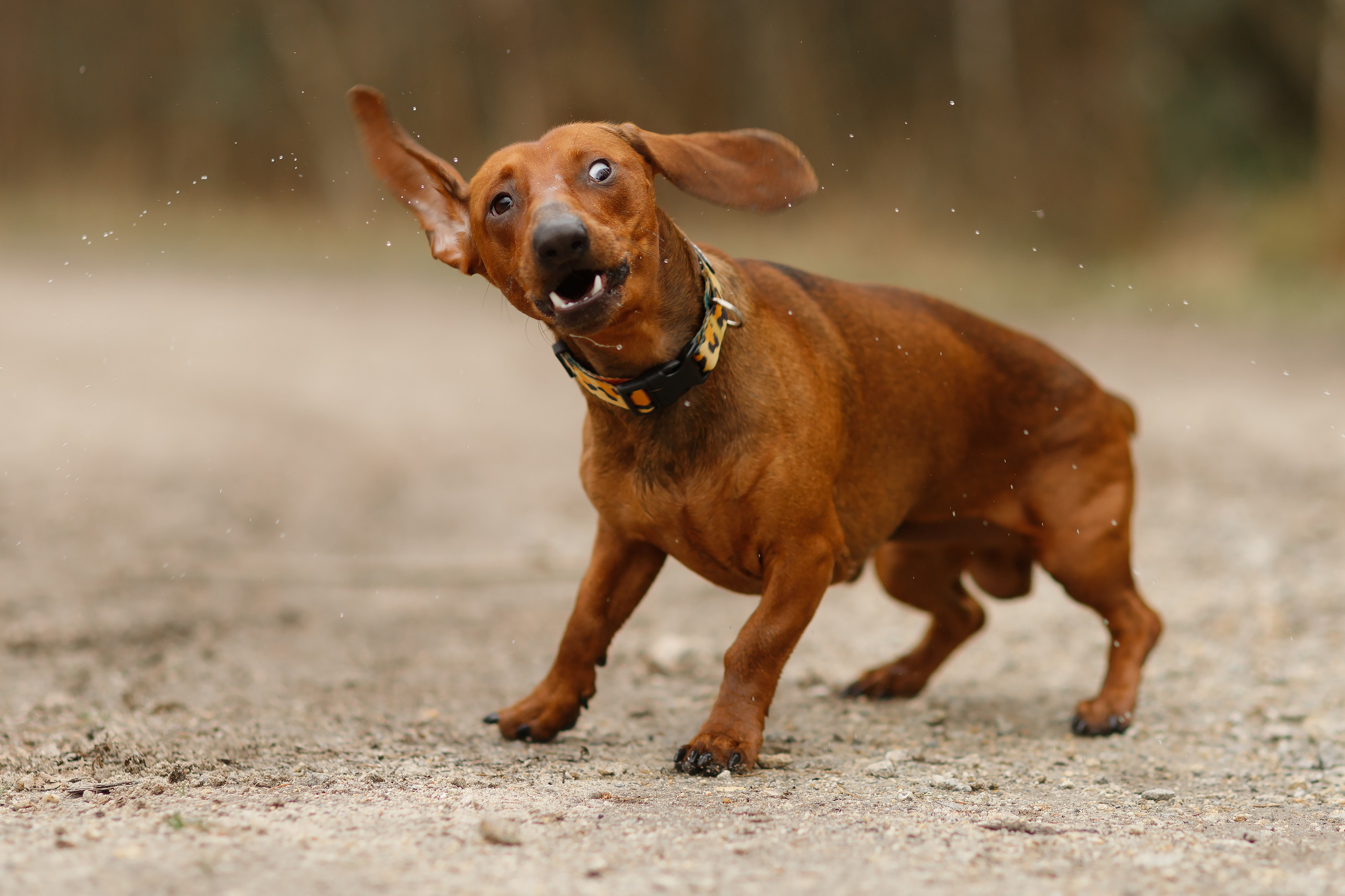 Ania, Franek & Vincent. Kaja | fotograf psów we Wrocławiu