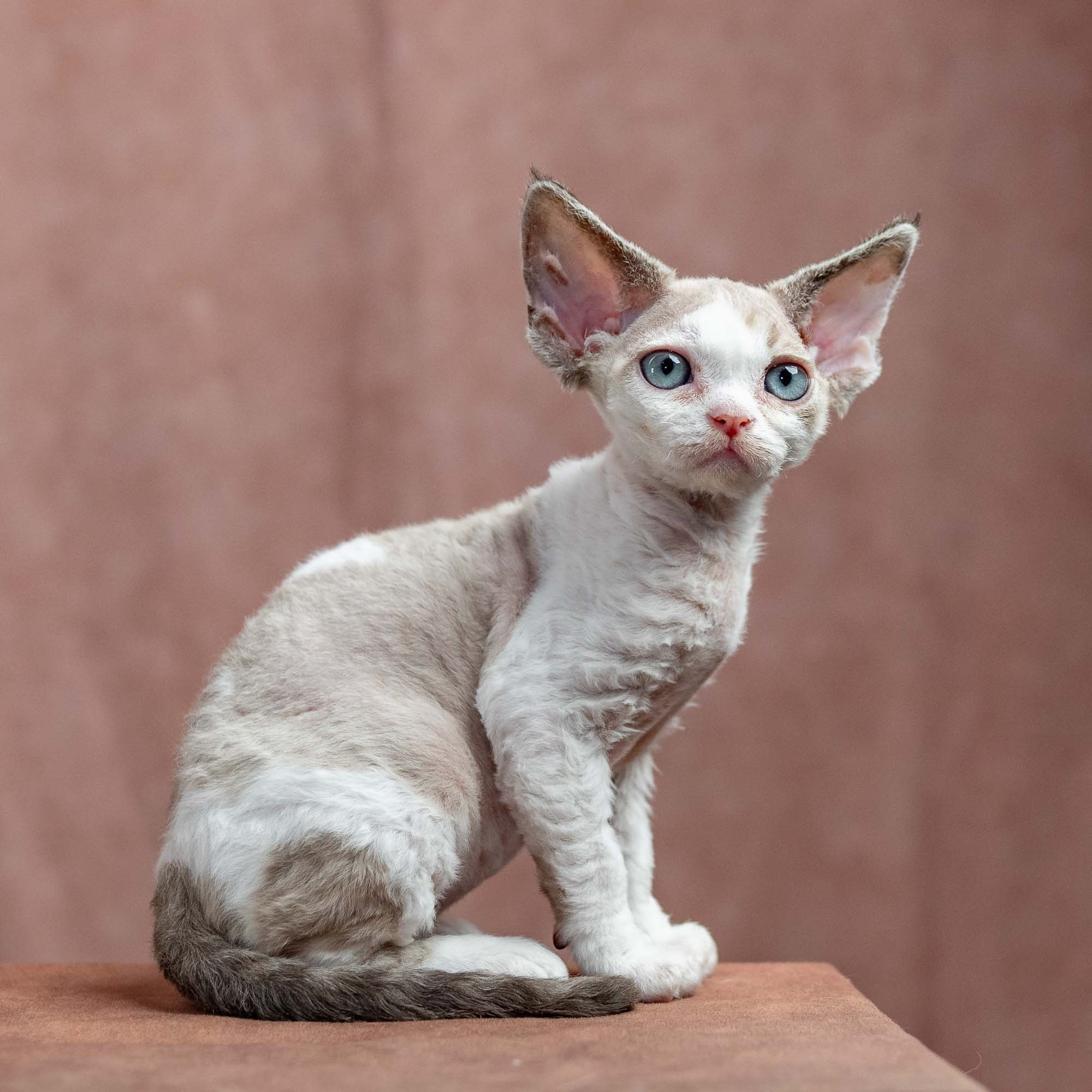 Frodo, boy, born on 01.01.25. Devon Rex Pixie Cattery