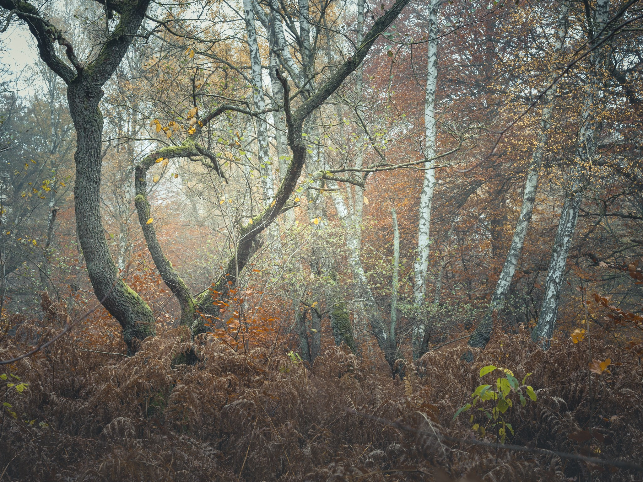 Woodlands. Nature Photographer and Videographer from Germany