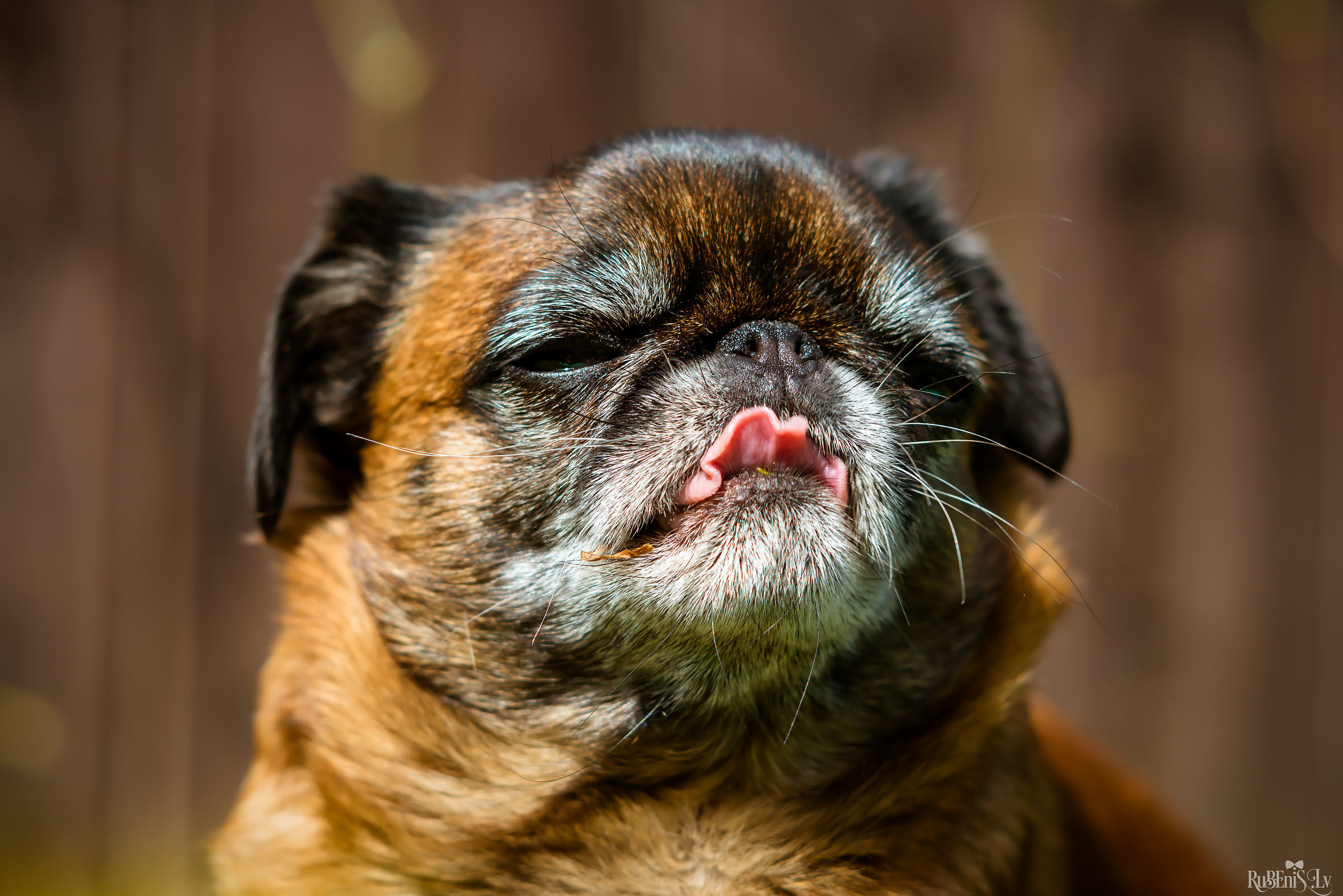 Анна и Марта / Корги и Гриффоны. Фотограф Ромуальд Рубенис и Артемий Сташанс