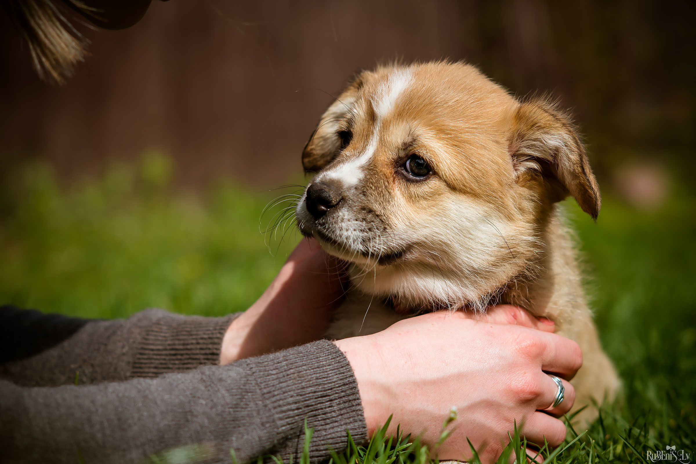 Анна и Марта / Корги и Гриффоны. Фотограф Ромуальд Рубенис и Артемий Сташанс