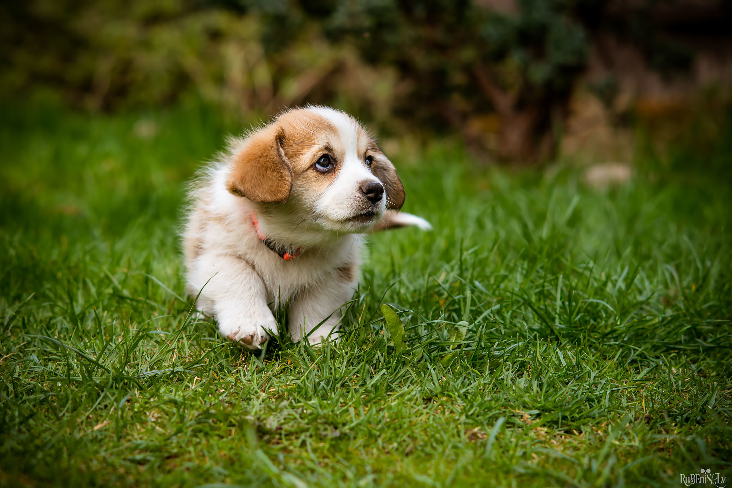 Анна и Марта / Корги и Гриффоны. Фотограф Ромуальд Рубенис и Артемий Сташанс