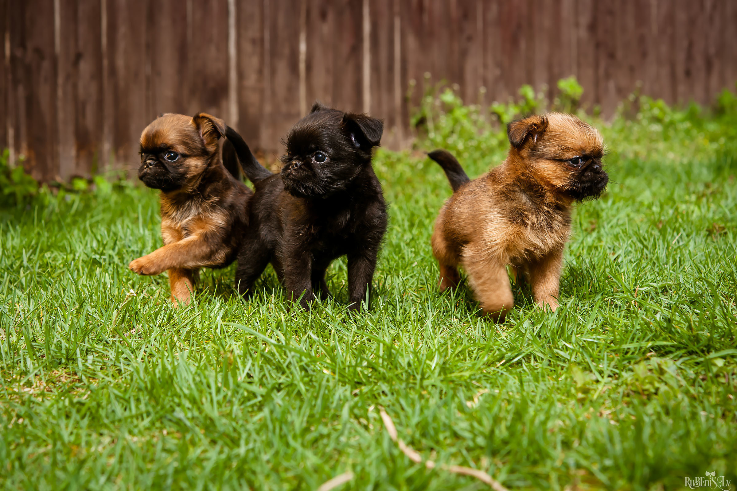 Анна и Марта / Корги и Гриффоны. Фотограф Ромуальд Рубенис и Артемий Сташанс