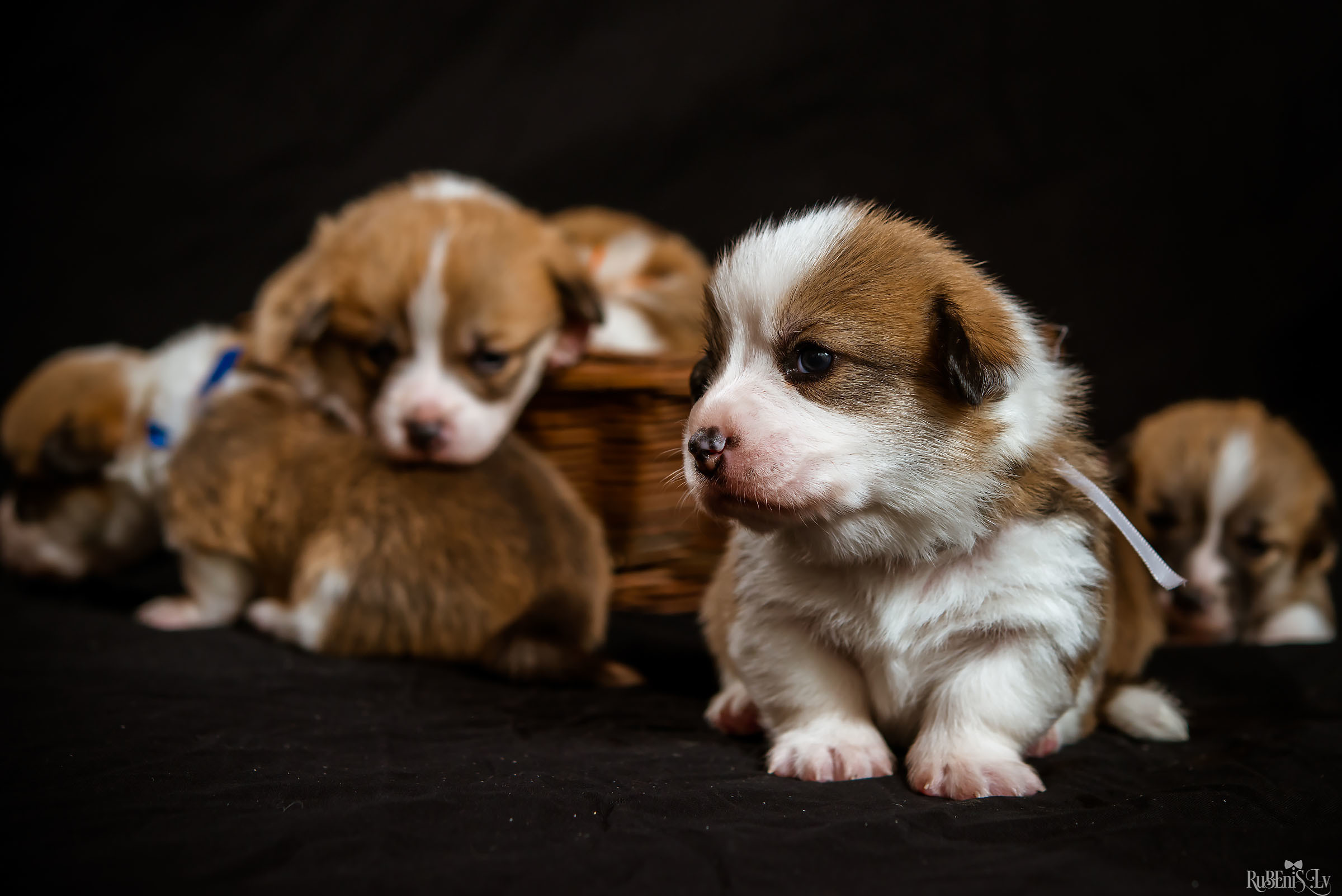Fotogrāfs Romualds Rubenis un Artemijs Stašāns
