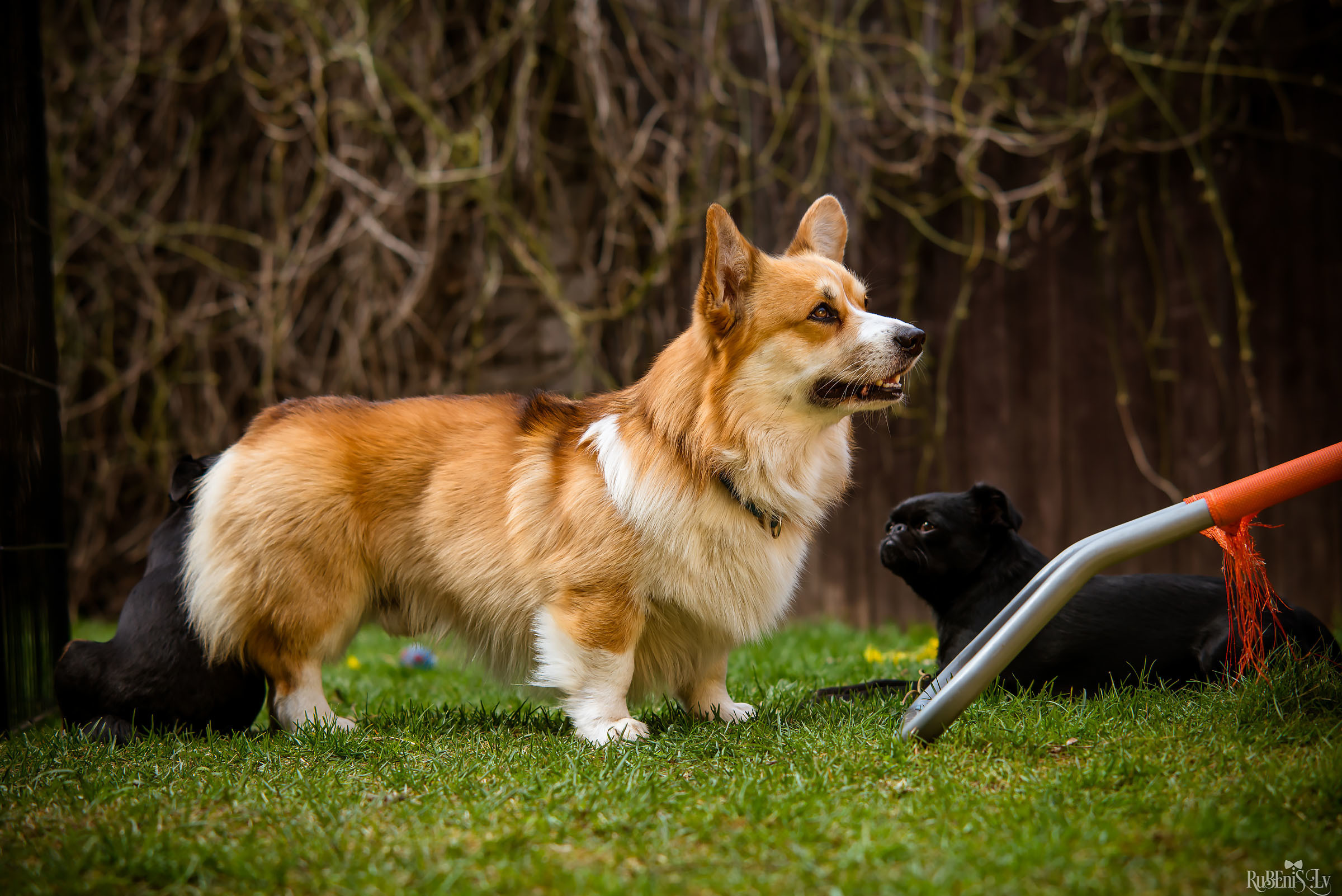 Анна и Марта / Корги и Гриффоны. Фотограф Ромуальд Рубенис и Артемий Сташанс