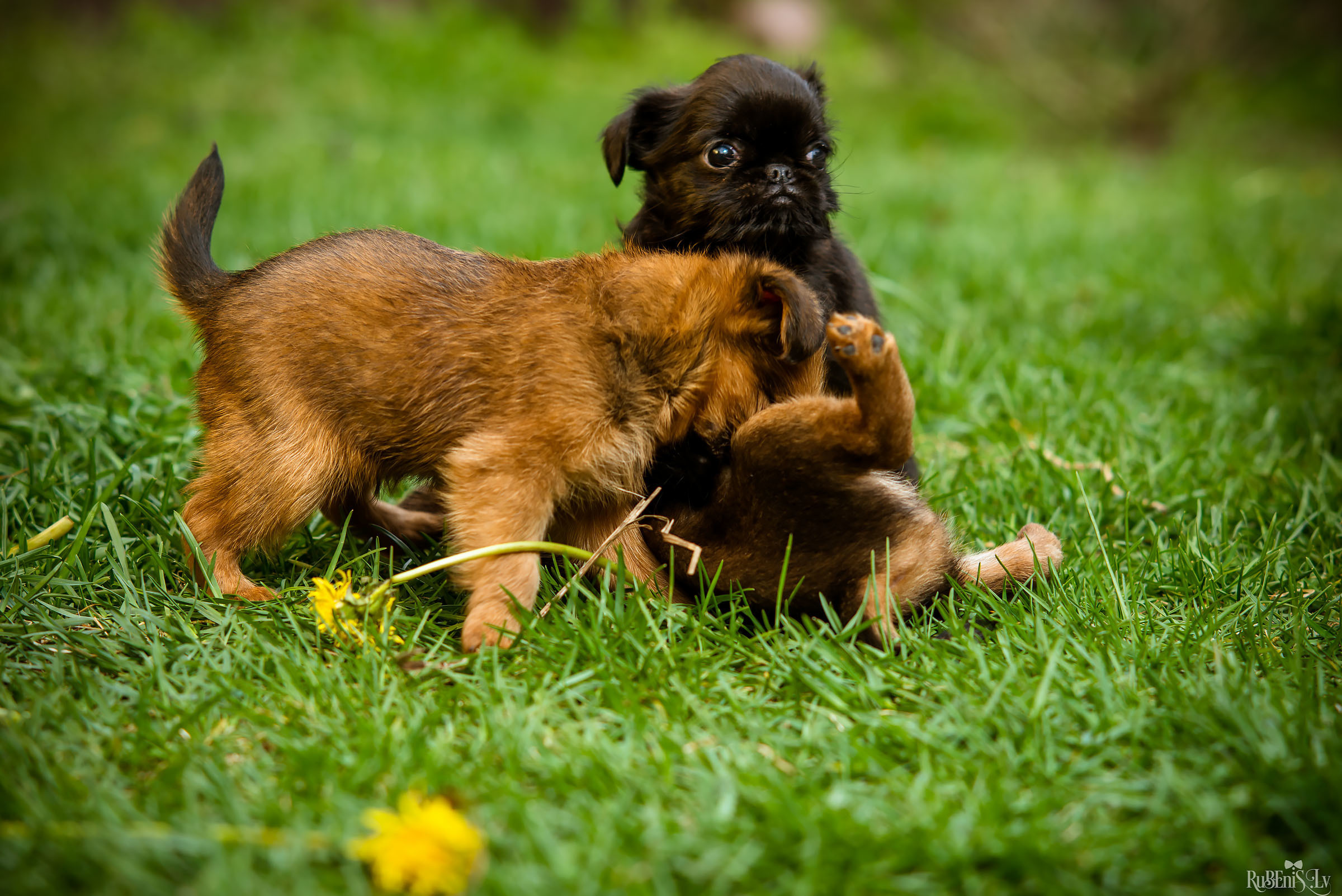 Анна и Марта / Корги и Гриффоны. Фотограф Ромуальд Рубенис и Артемий Сташанс