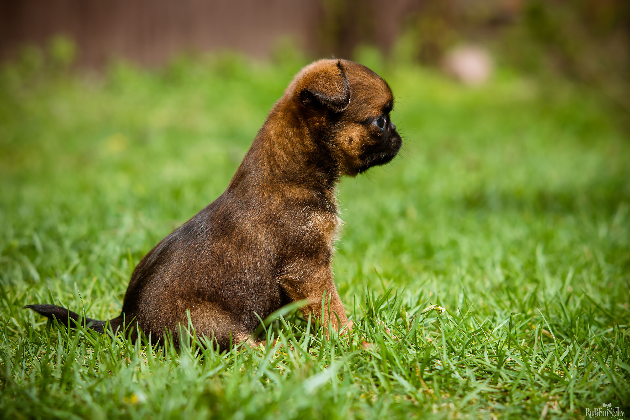 Анна и Марта / Корги и Гриффоны. Фотограф Ромуальд Рубенис и Артемий Сташанс