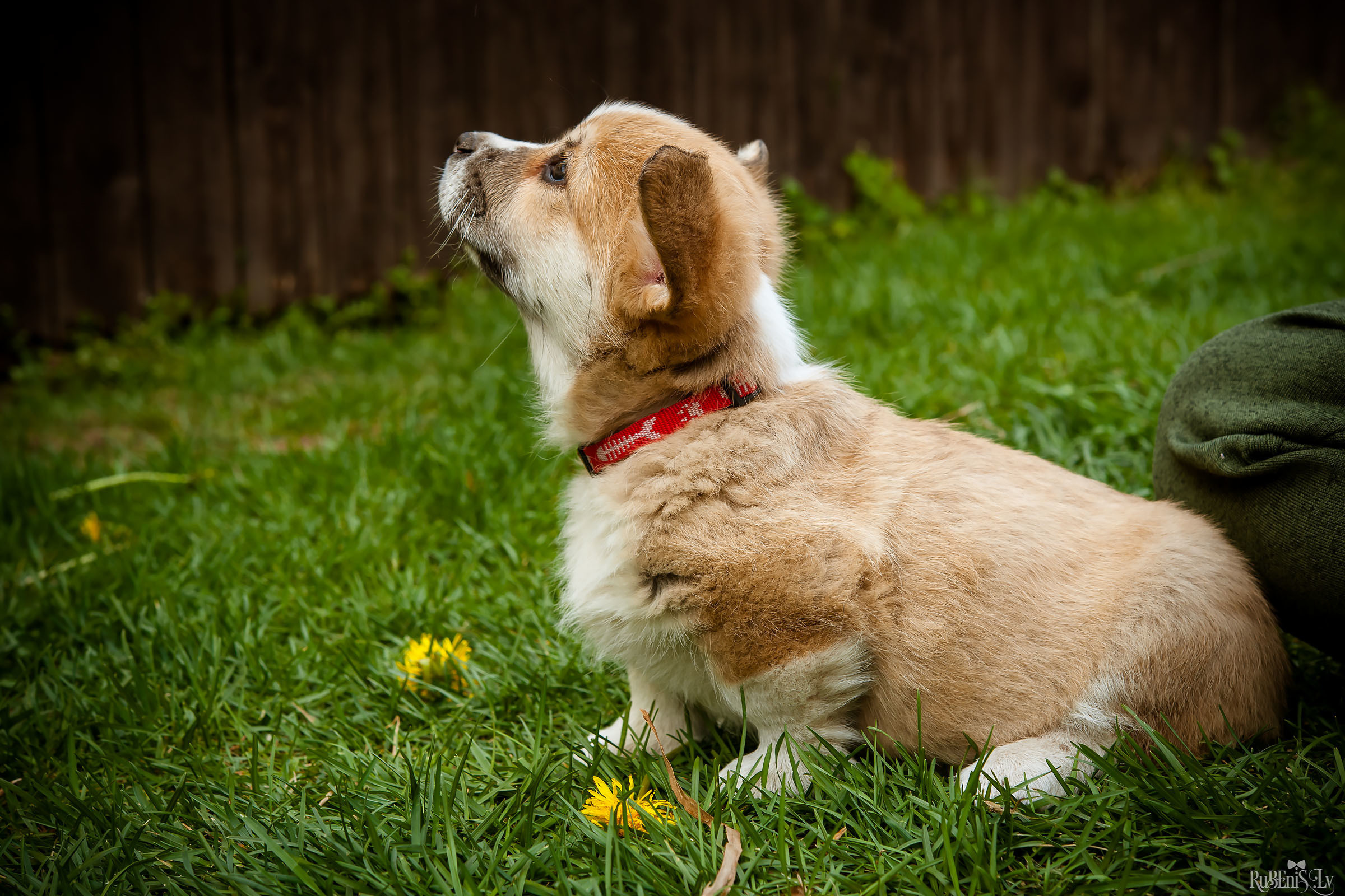 Анна и Марта / Корги и Гриффоны. Фотограф Ромуальд Рубенис и Артемий Сташанс