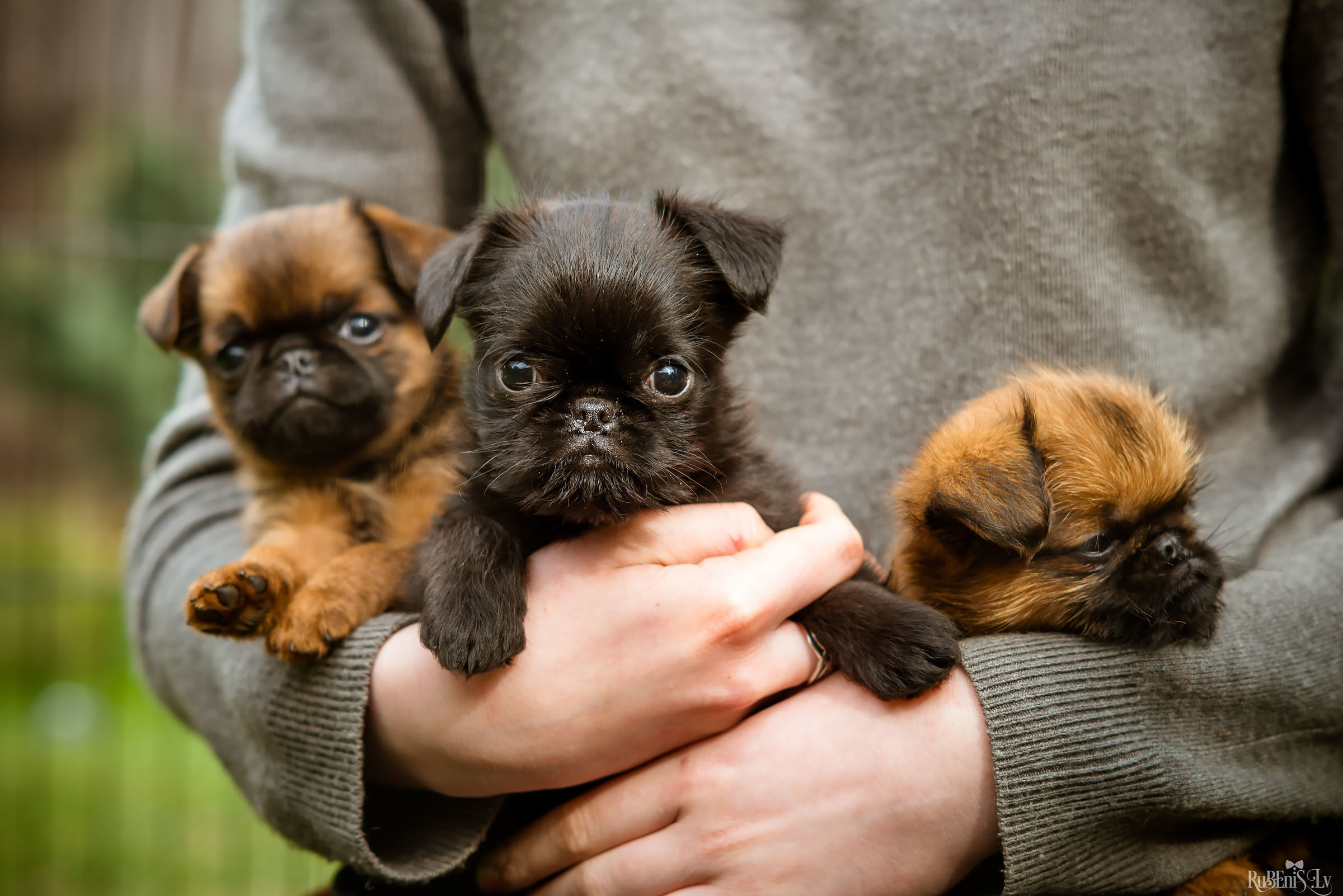 Анна и Марта / Корги и Гриффоны. Фотограф Ромуальд Рубенис и Артемий Сташанс