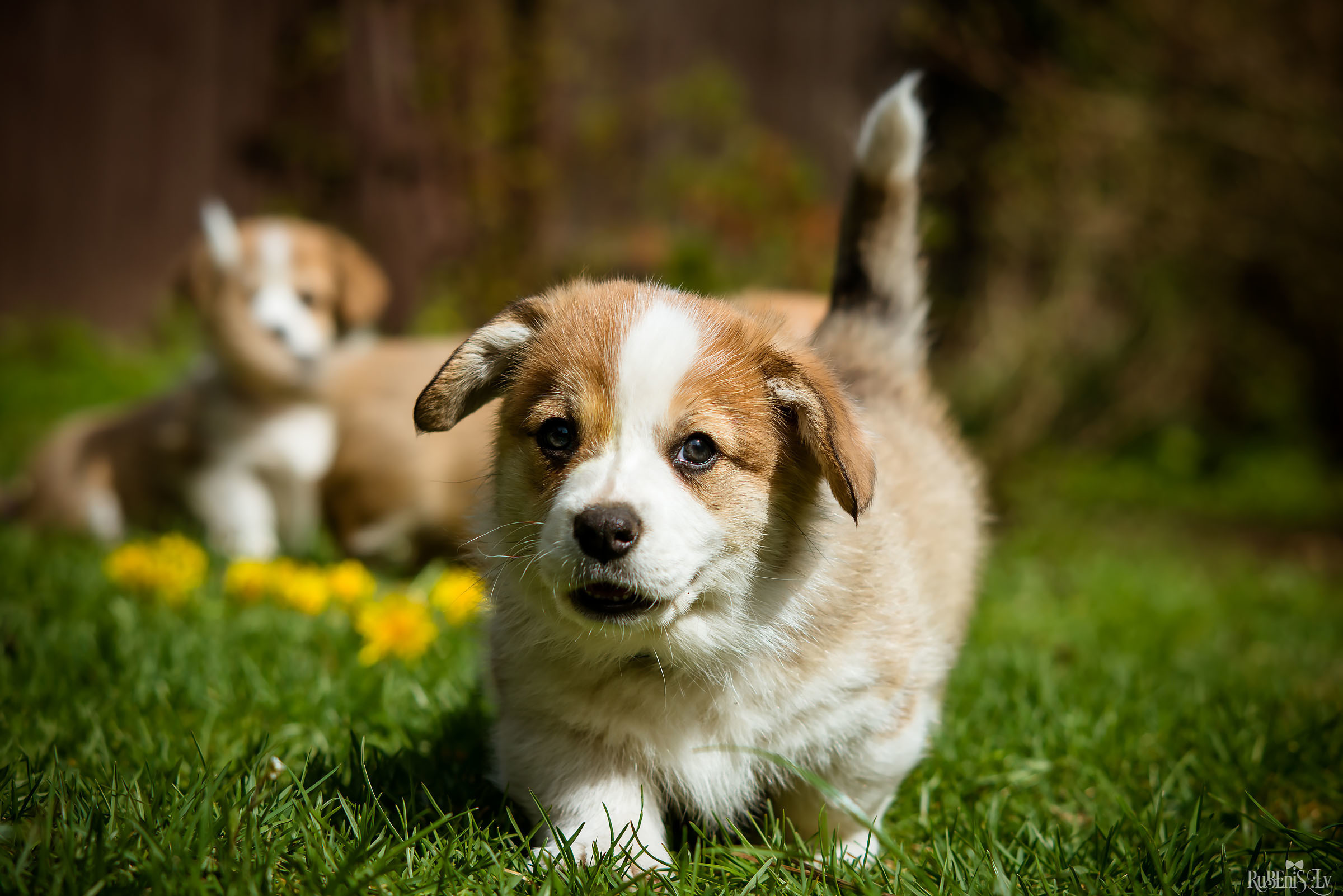 Анна и Марта / Корги и Гриффоны. Фотограф Ромуальд Рубенис и Артемий Сташанс