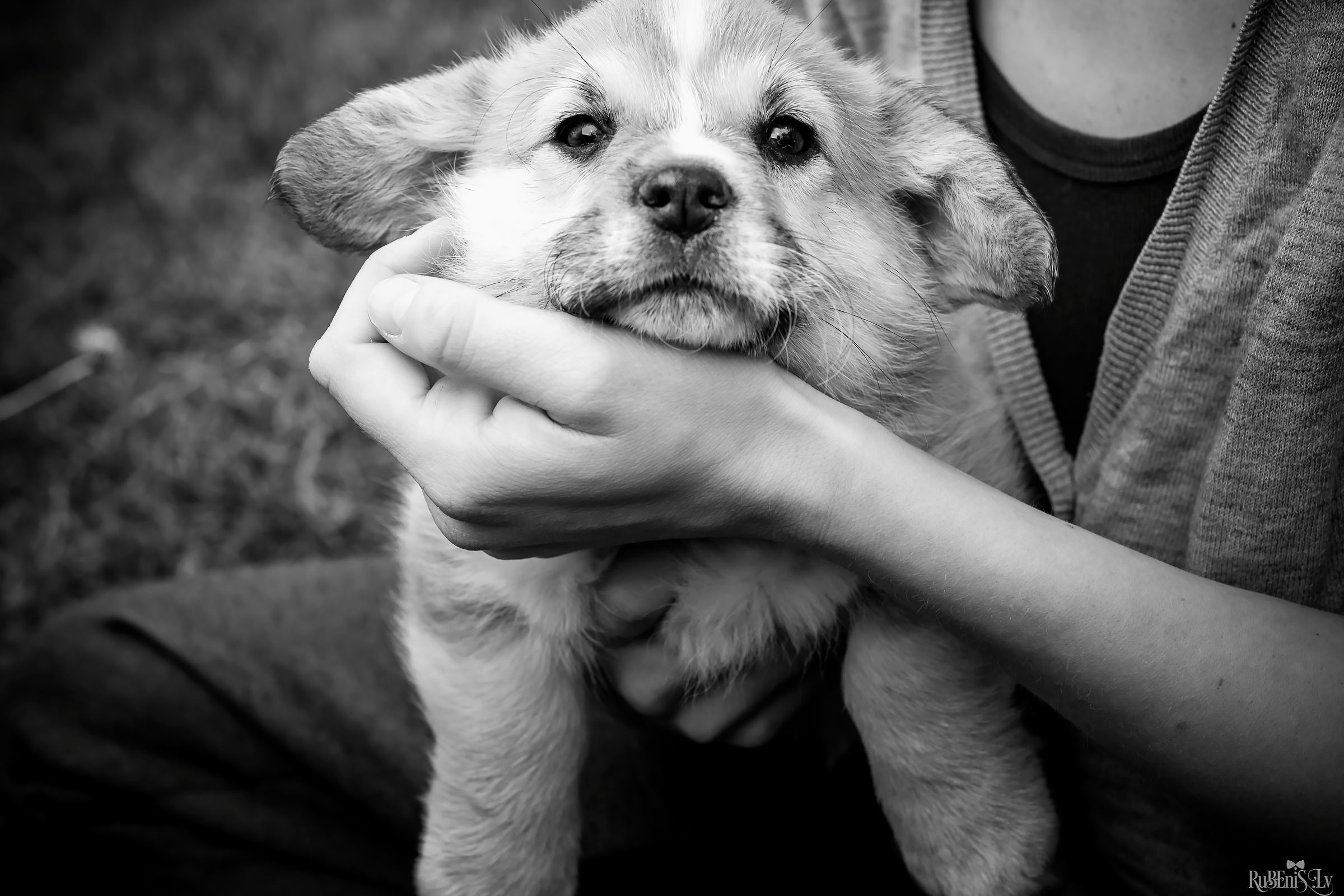 Анна и Марта / Корги и Гриффоны. Фотограф Ромуальд Рубенис и Артемий Сташанс