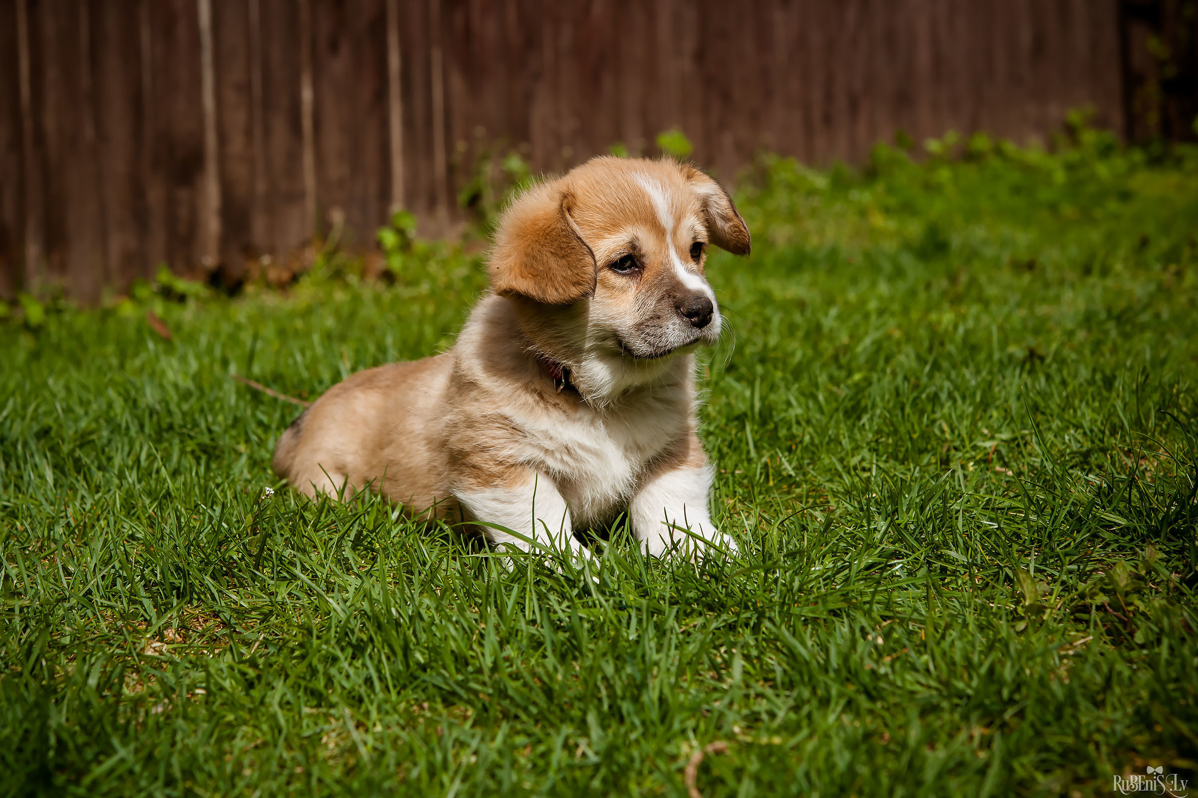 Анна и Марта / Корги и Гриффоны. Фотограф Ромуальд Рубенис и Артемий Сташанс