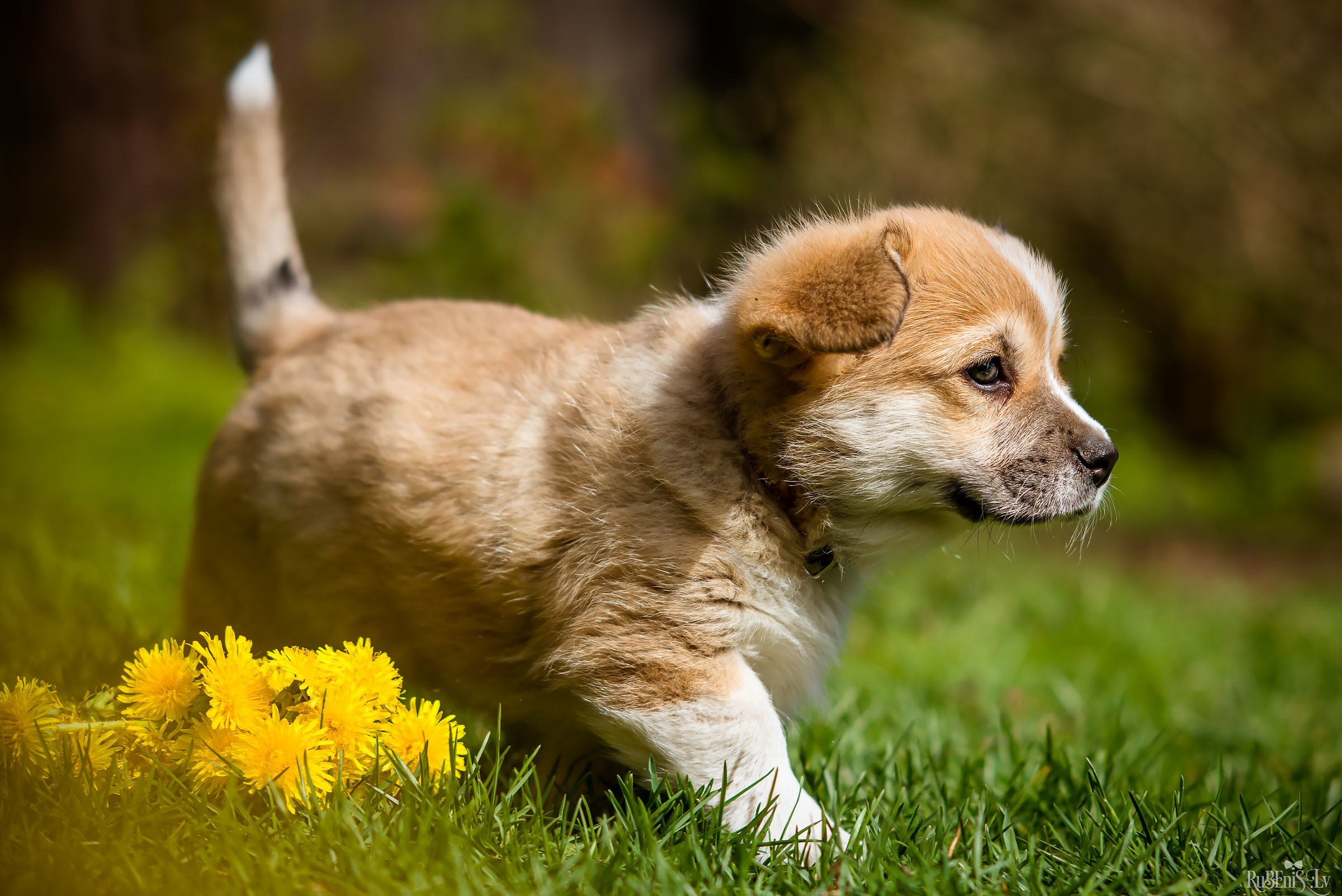 Анна и Марта / Корги и Гриффоны. Фотограф Ромуальд Рубенис и Артемий Сташанс