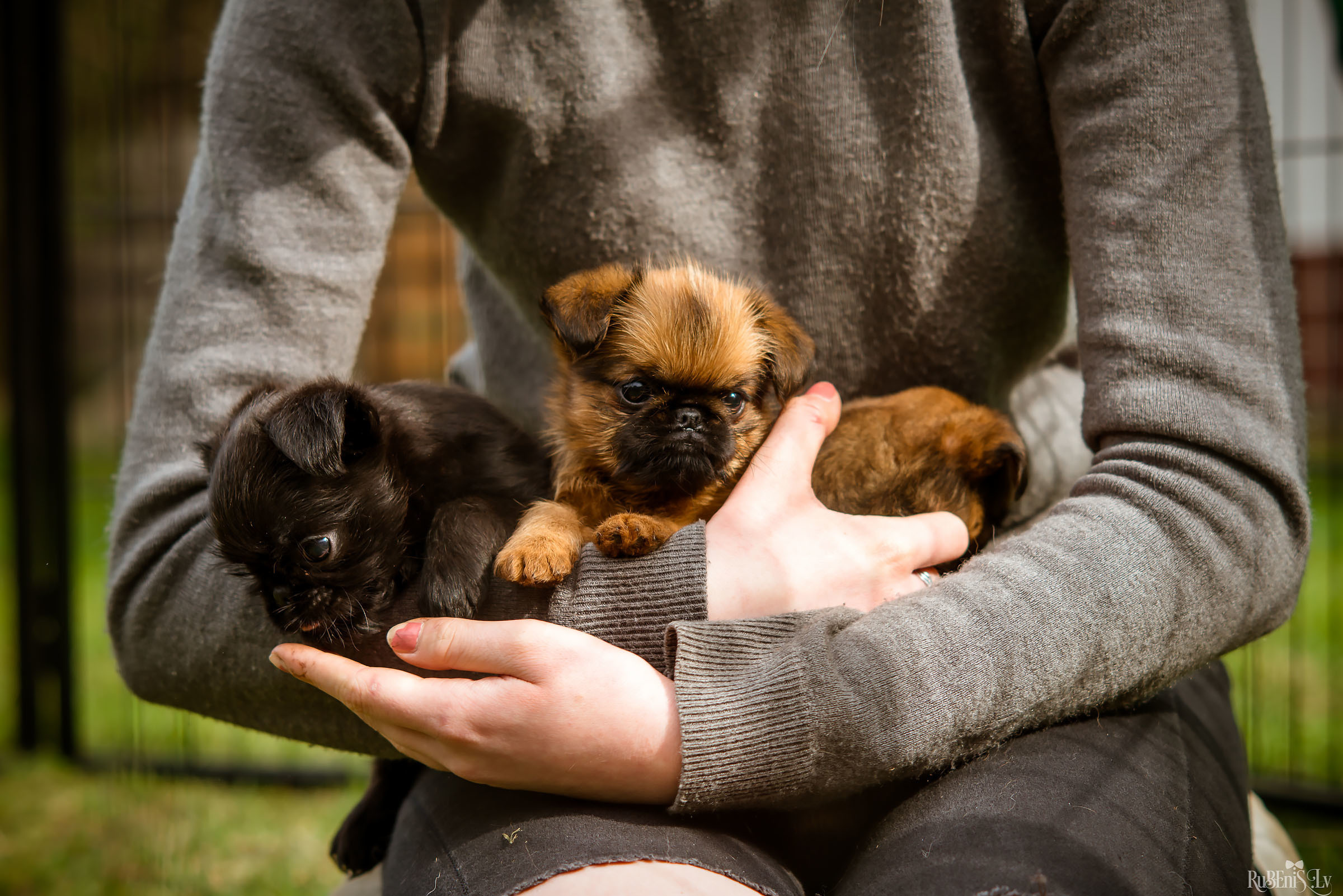 Анна и Марта / Корги и Гриффоны. Фотограф Ромуальд Рубенис и Артемий Сташанс