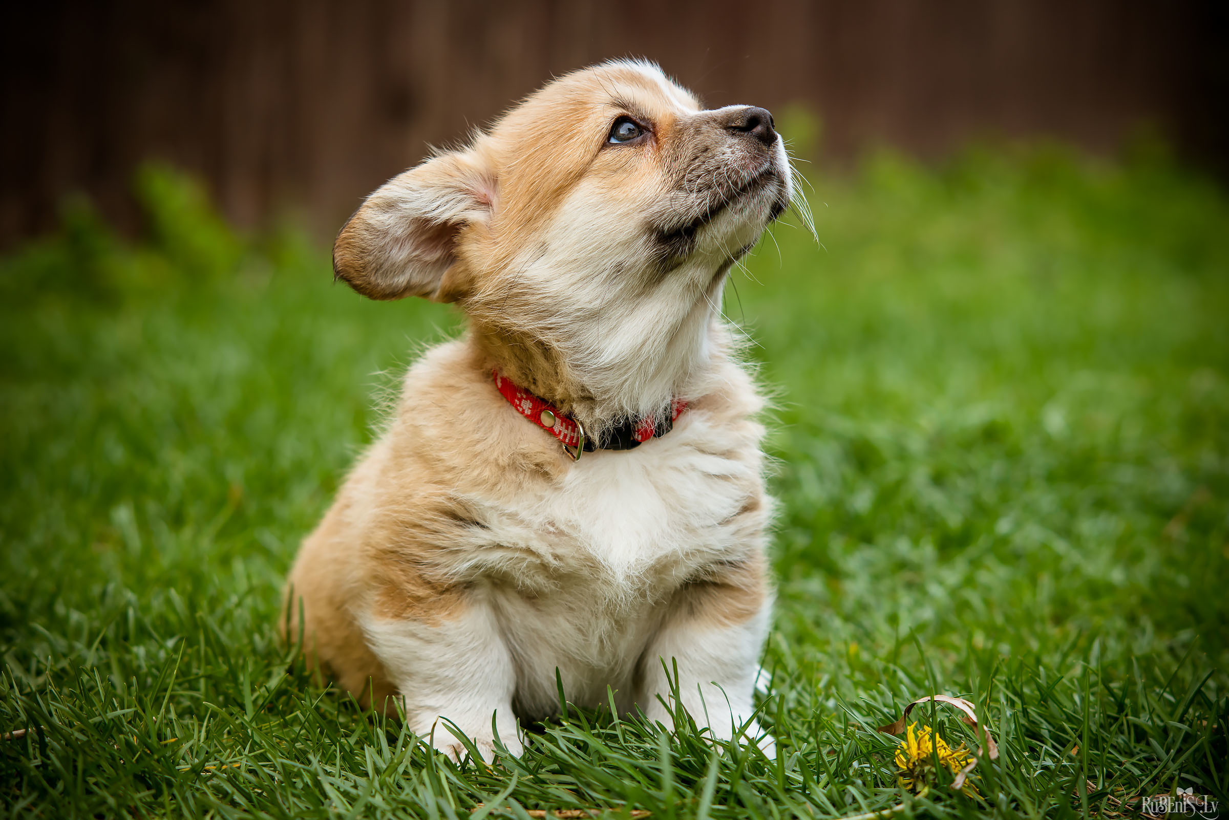 Анна и Марта / Корги и Гриффоны. Фотограф Ромуальд Рубенис и Артемий Сташанс