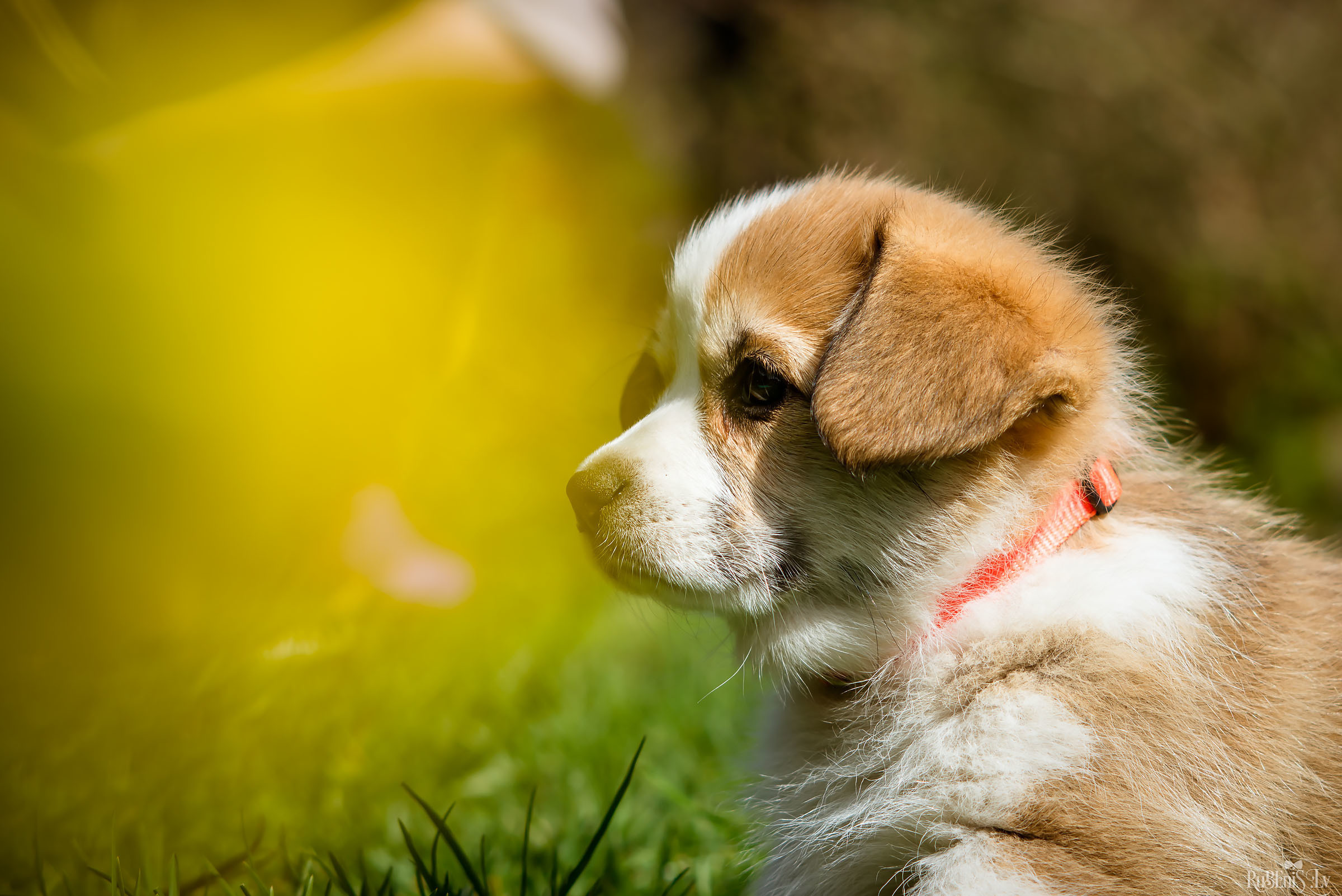 Анна и Марта / Корги и Гриффоны. Фотограф Ромуальд Рубенис и Артемий Сташанс