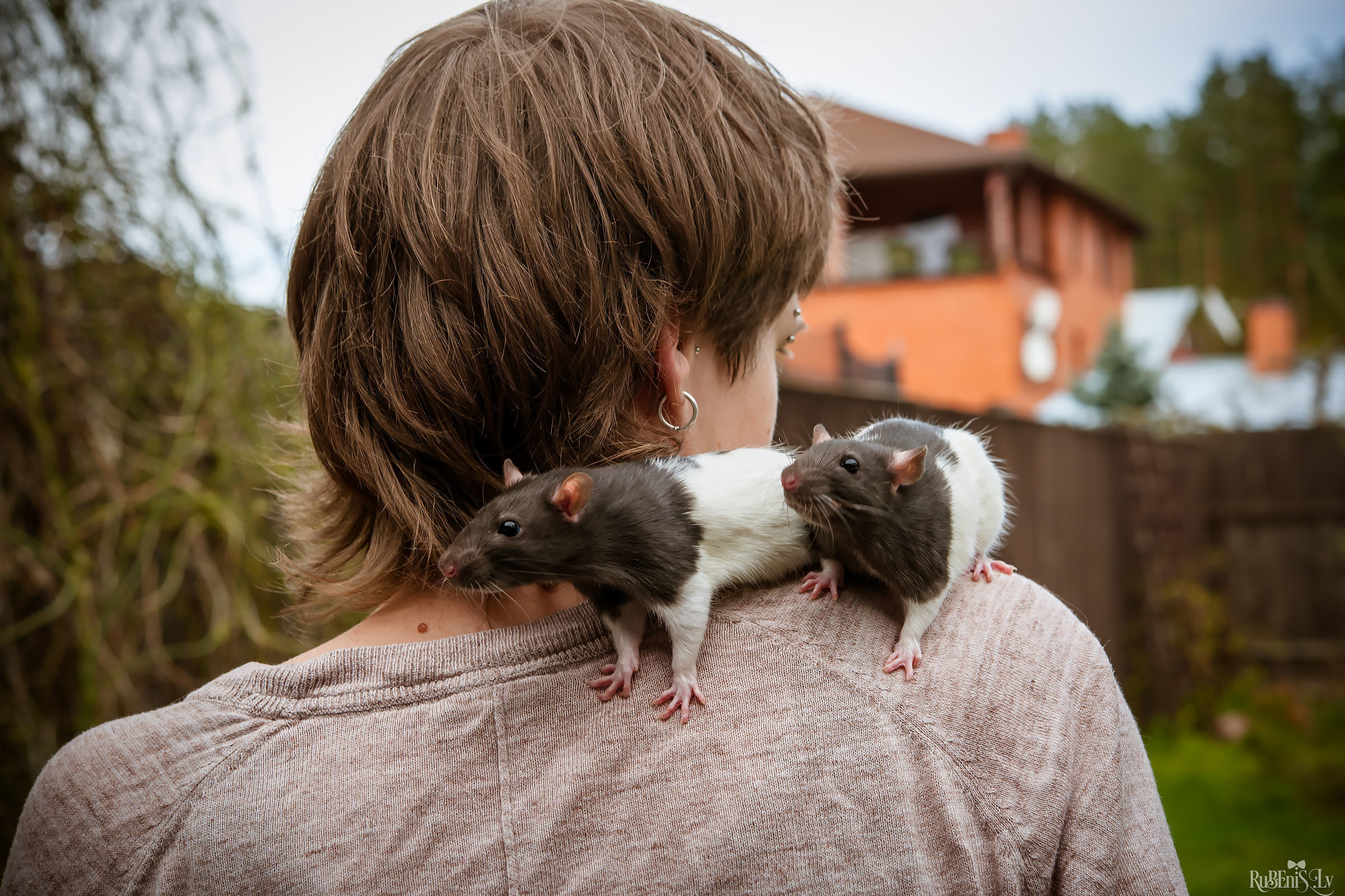 Анна и Марта / Корги и Гриффоны. Фотограф Ромуальд Рубенис и Артемий Сташанс