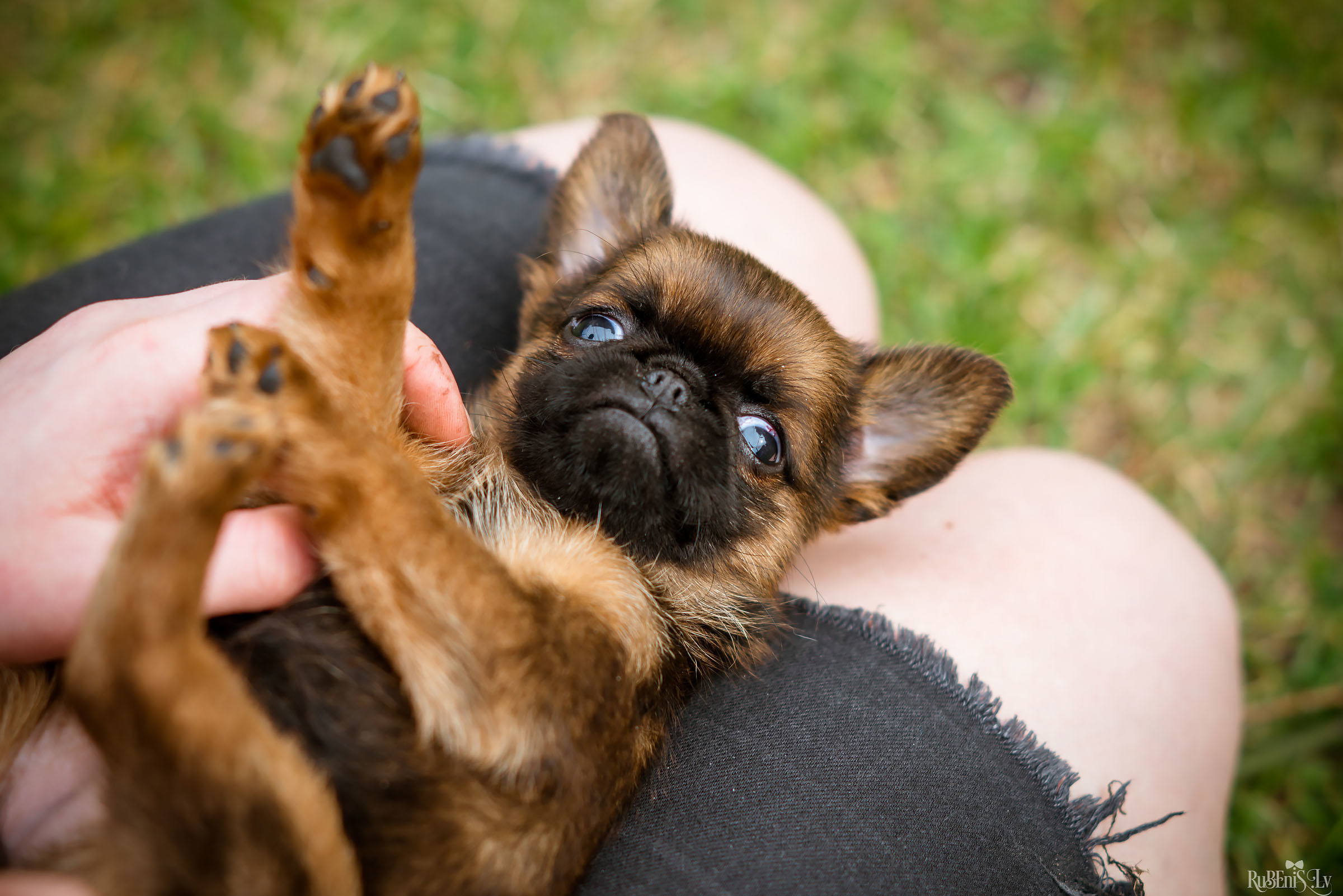 Анна и Марта / Корги и Гриффоны. Фотограф Ромуальд Рубенис и Артемий Сташанс