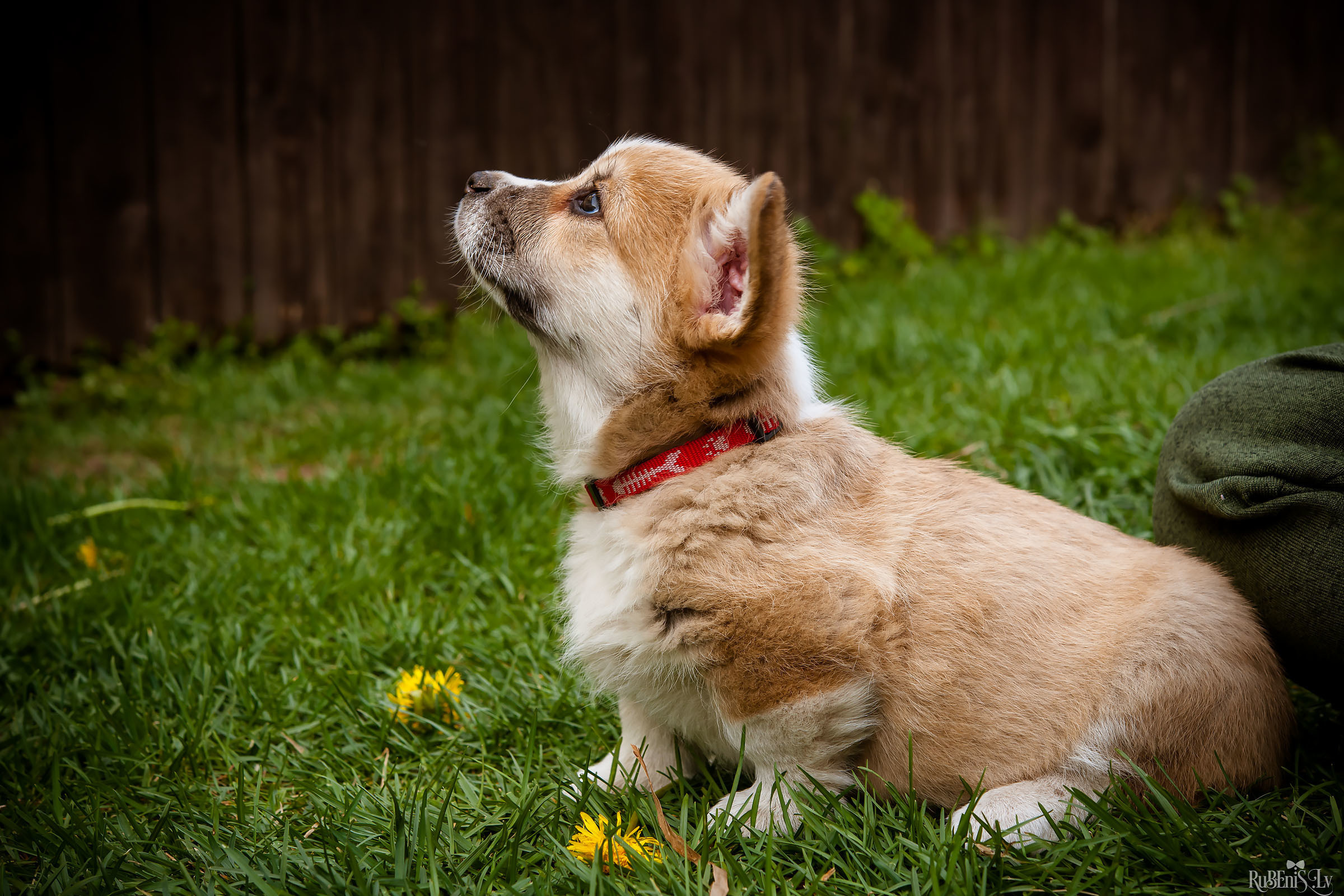 Анна и Марта / Корги и Гриффоны. Фотограф Ромуальд Рубенис и Артемий Сташанс