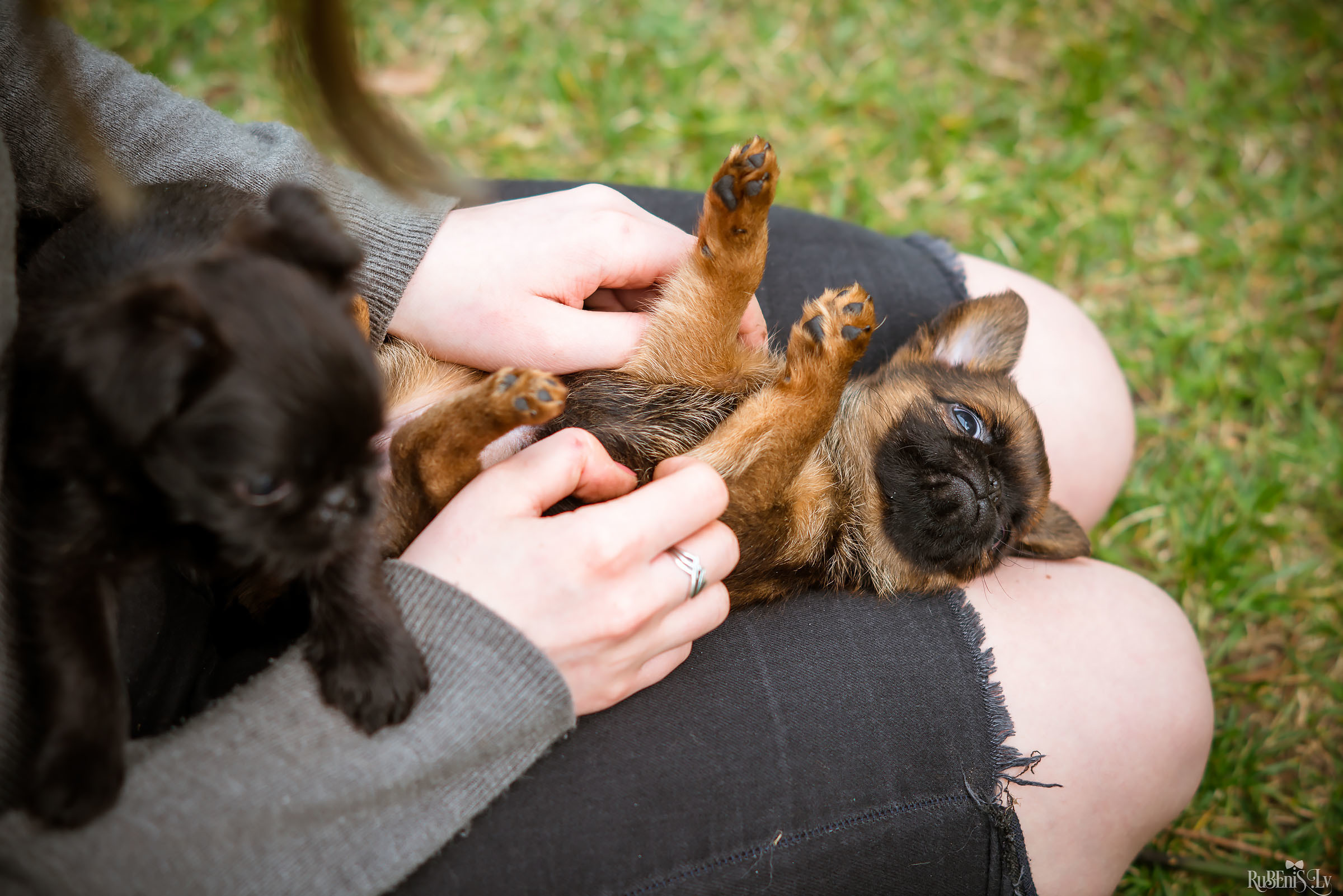 Анна и Марта / Корги и Гриффоны. Фотограф Ромуальд Рубенис и Артемий Сташанс