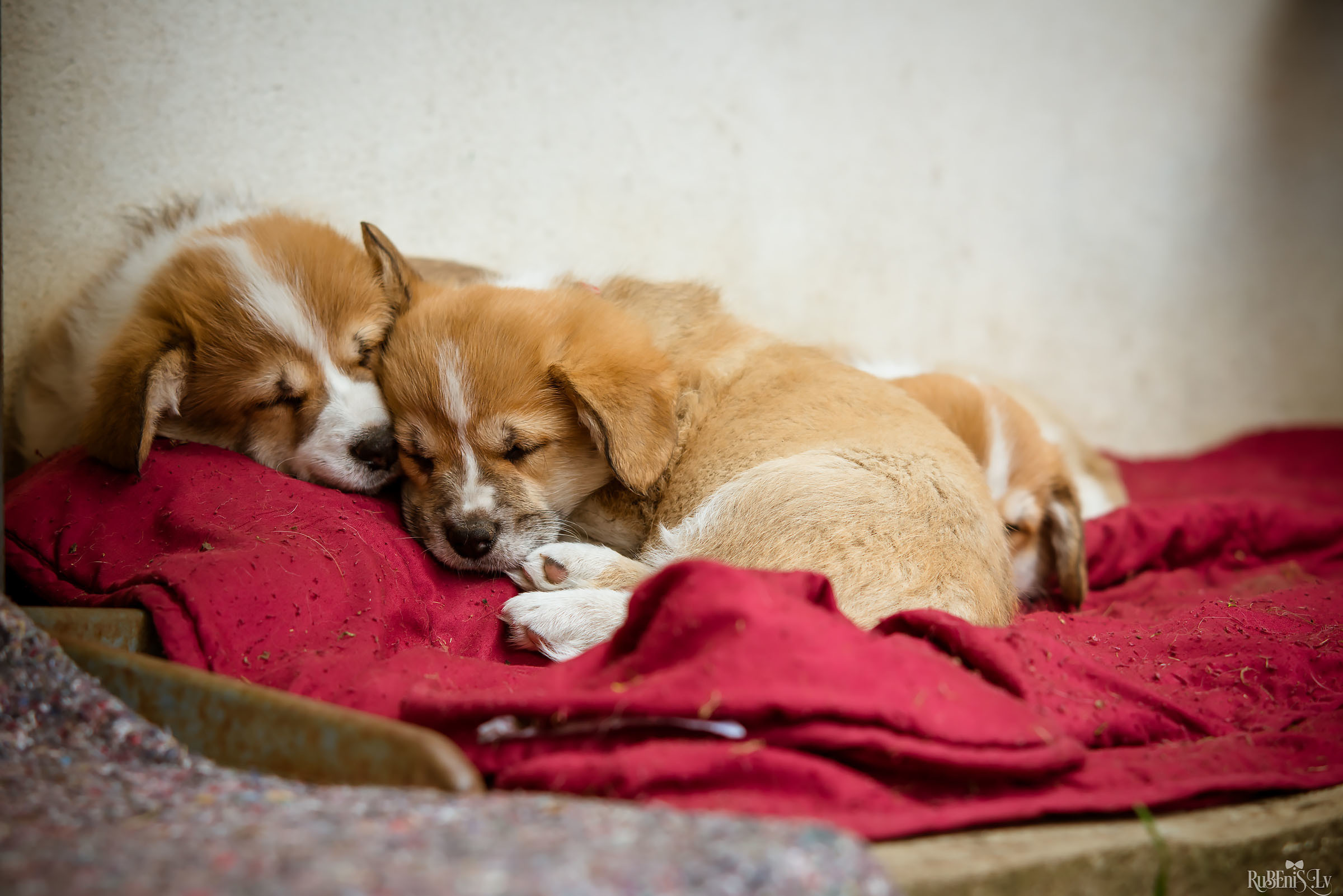 Анна и Марта / Корги и Гриффоны. Фотограф Ромуальд Рубенис и Артемий Сташанс