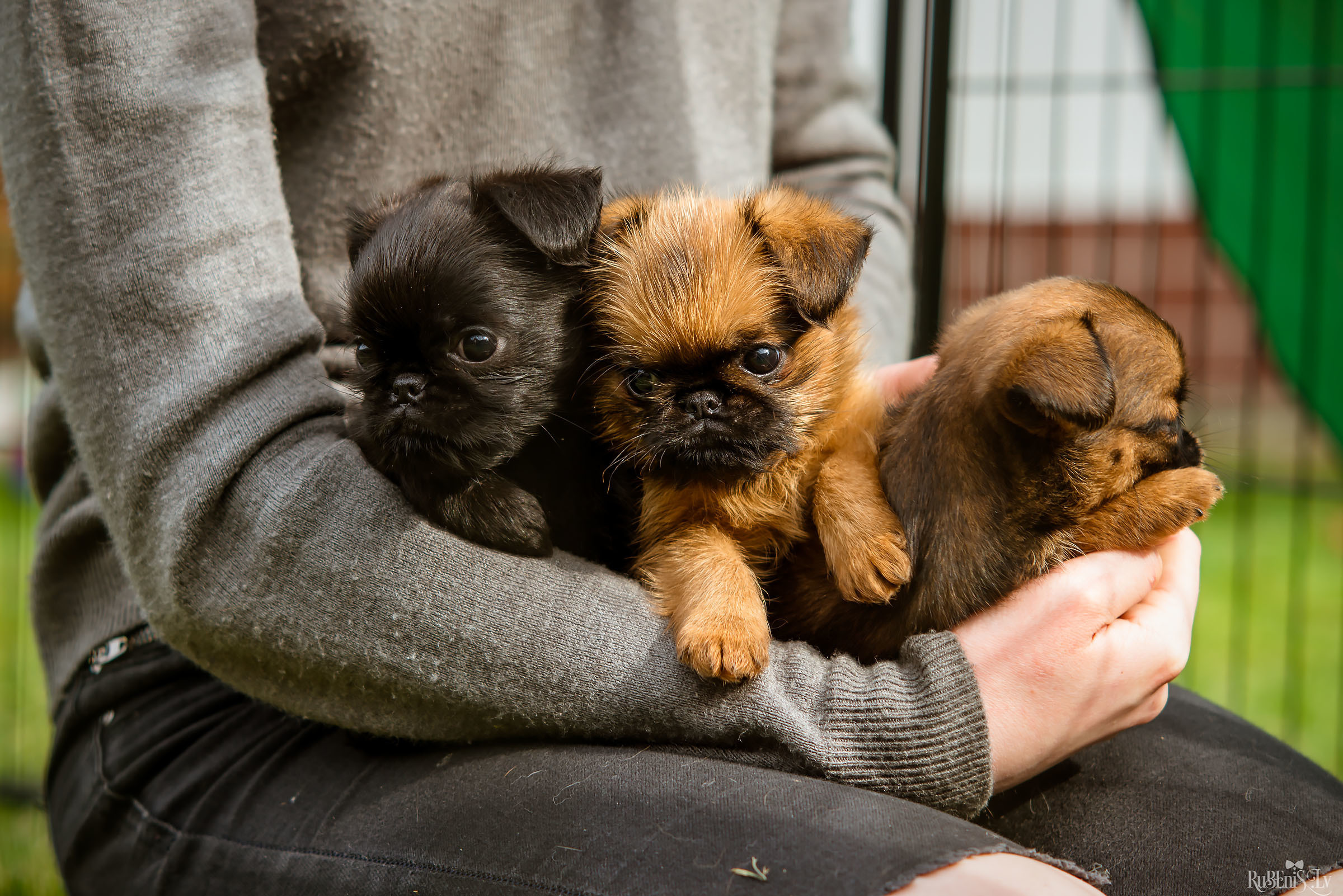Анна и Марта / Корги и Гриффоны. Фотограф Ромуальд Рубенис и Артемий Сташанс