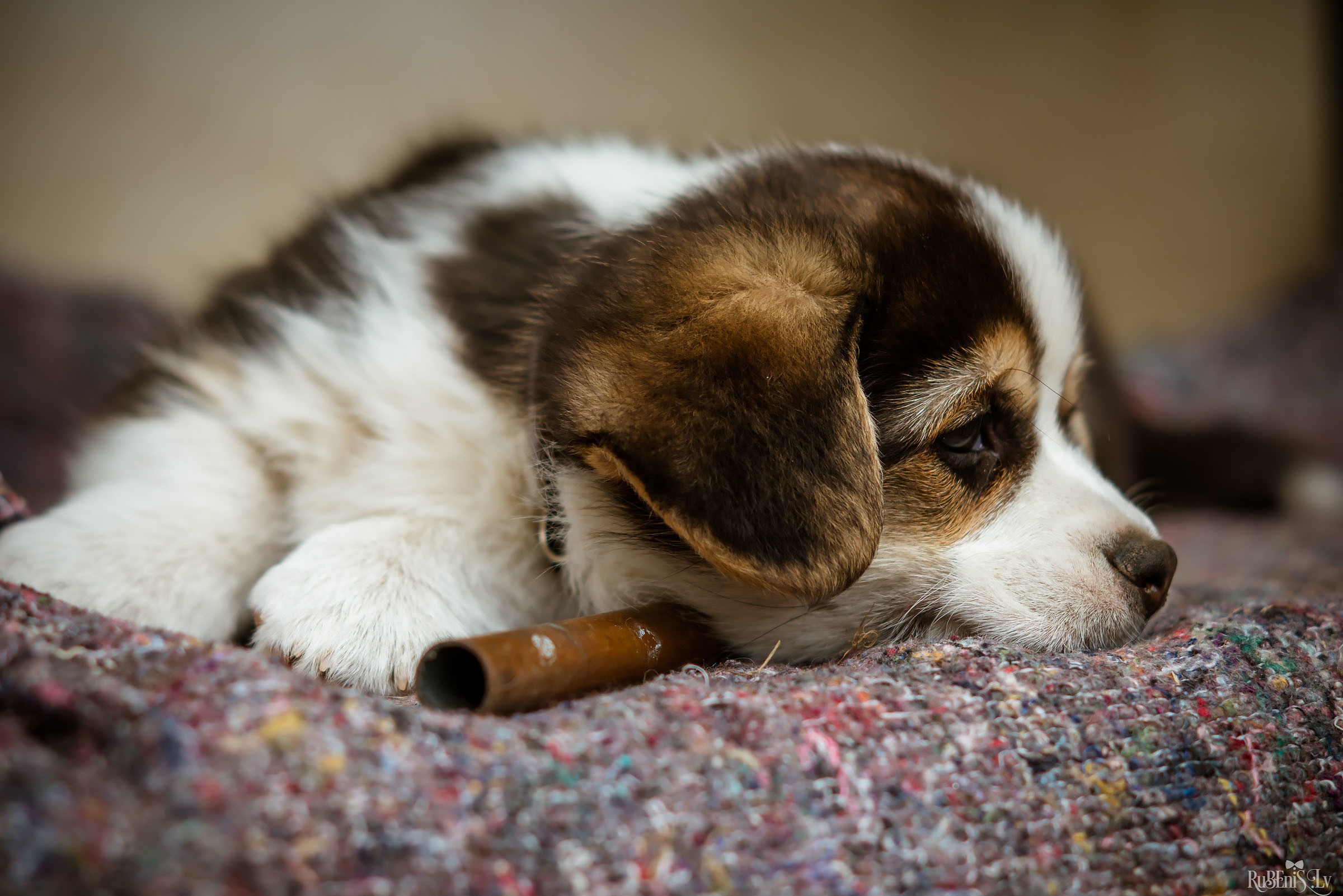 Анна и Марта / Корги и Гриффоны. Фотограф Ромуальд Рубенис и Артемий Сташанс