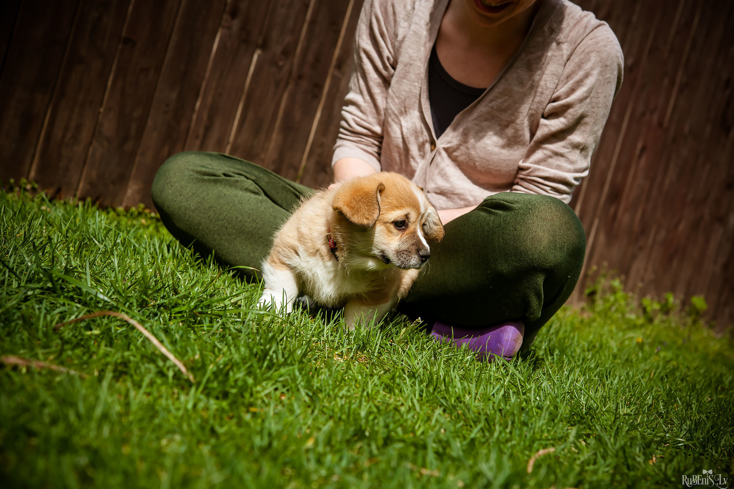 Анна и Марта / Корги и Гриффоны. Фотограф Ромуальд Рубенис и Артемий Сташанс