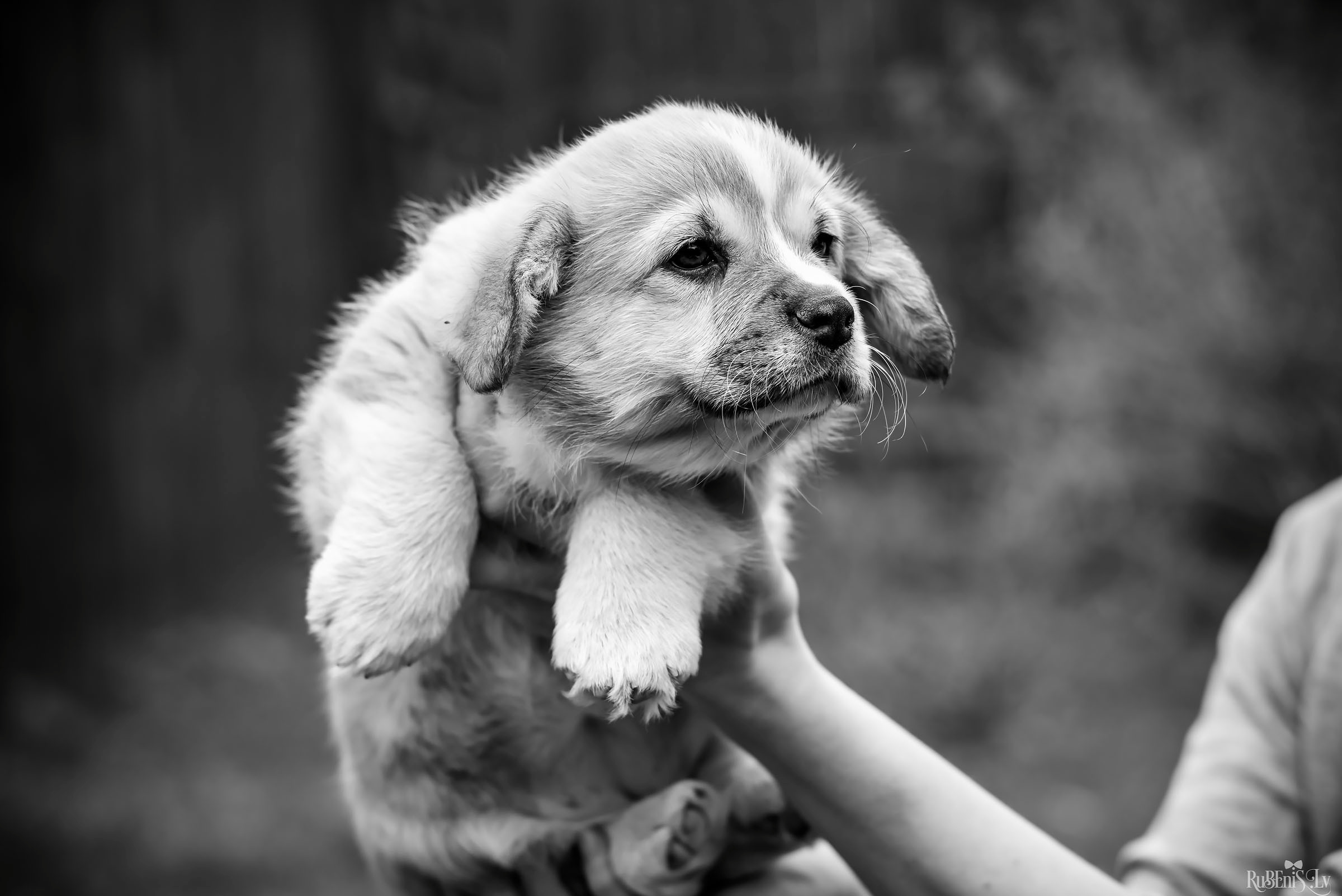 Анна и Марта / Корги и Гриффоны. Фотограф Ромуальд Рубенис и Артемий Сташанс