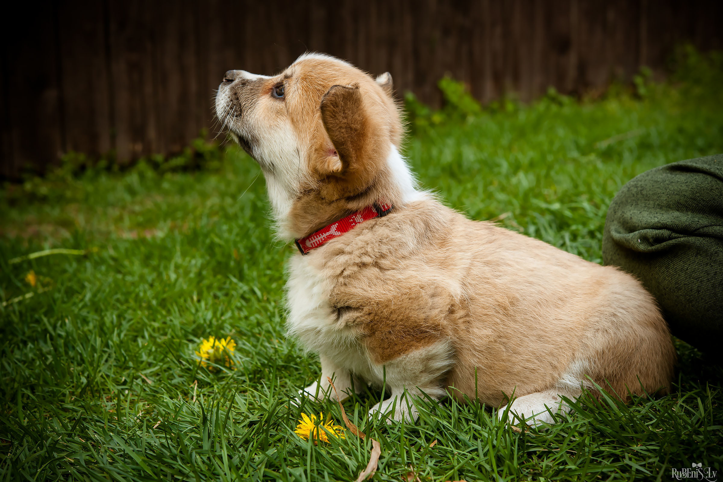 Анна и Марта / Корги и Гриффоны. Фотограф Ромуальд Рубенис и Артемий Сташанс