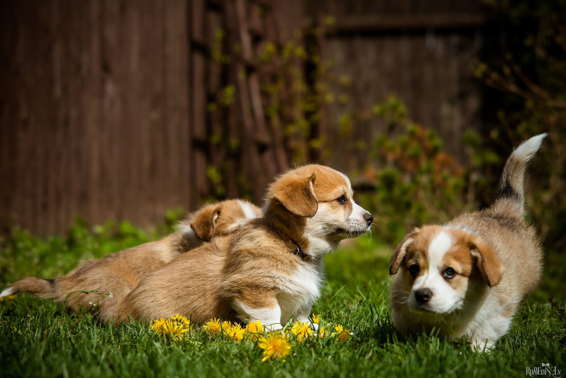 Анна и Марта / Корги и Гриффоны. Фотограф Ромуальд Рубенис и Артемий Сташанс