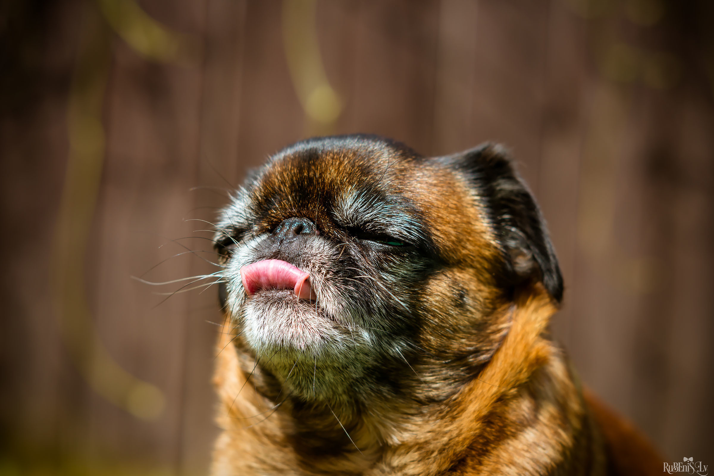 Анна и Марта / Корги и Гриффоны. Фотограф Ромуальд Рубенис и Артемий Сташанс