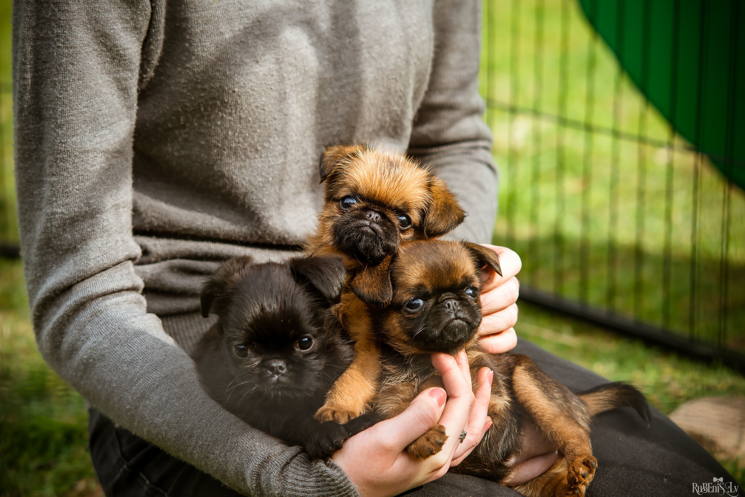 Анна и Марта / Корги и Гриффоны. Фотограф Ромуальд Рубенис и Артемий Сташанс
