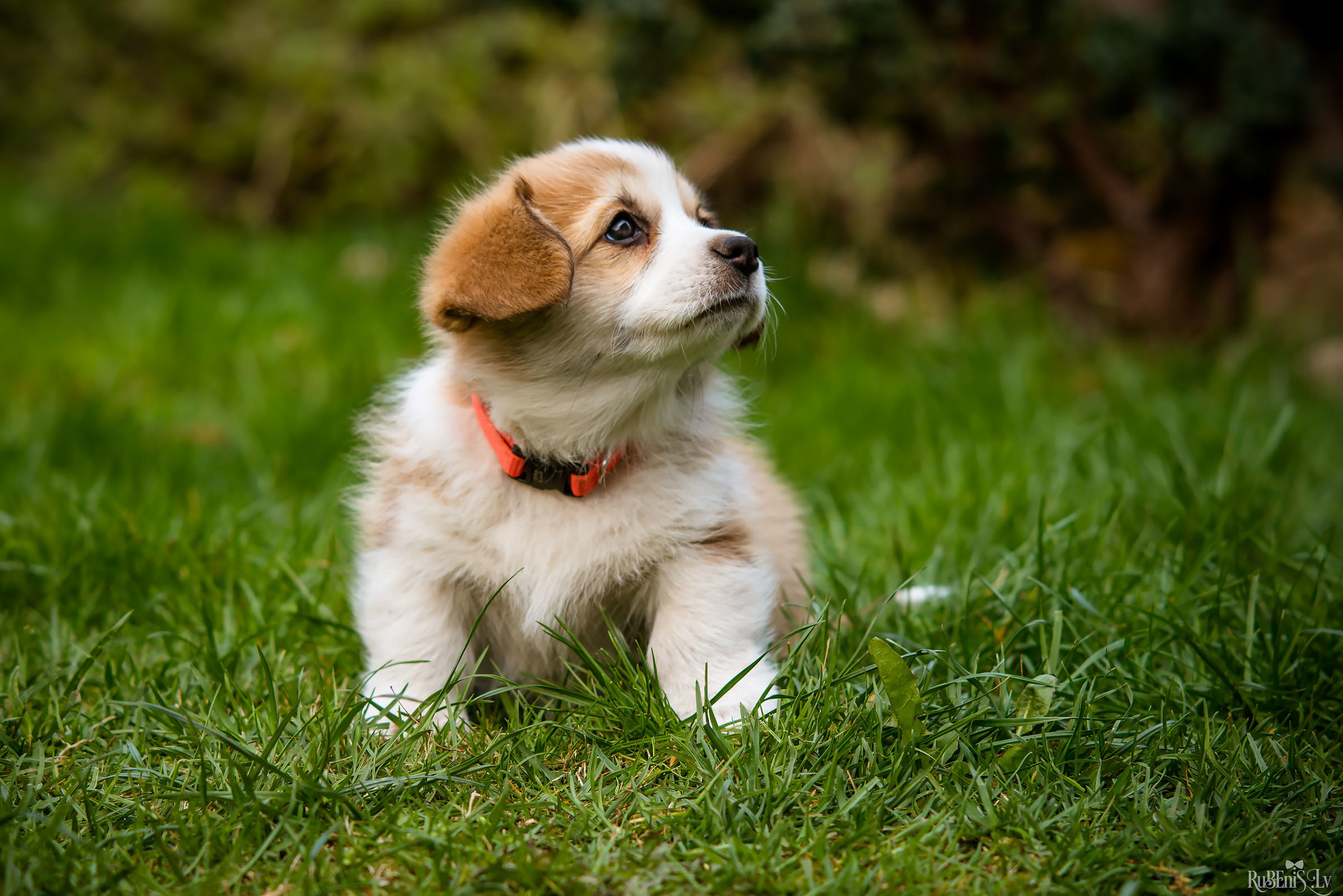 Анна и Марта / Корги и Гриффоны. Фотограф Ромуальд Рубенис и Артемий Сташанс