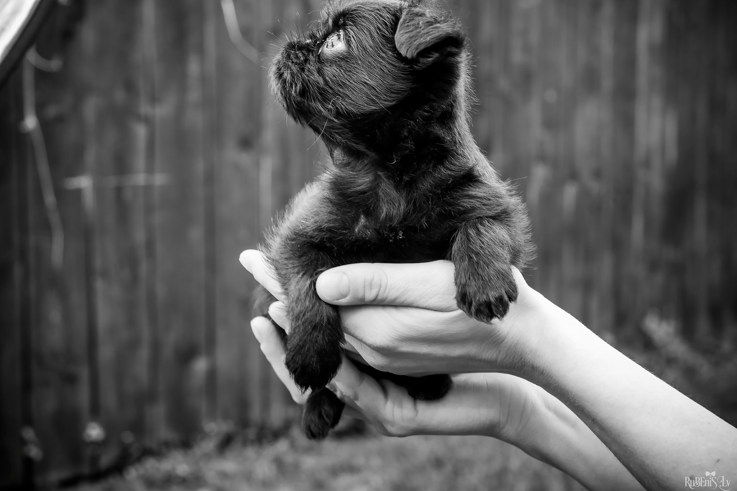 Анна и Марта / Корги и Гриффоны. Фотограф Ромуальд Рубенис и Артемий Сташанс