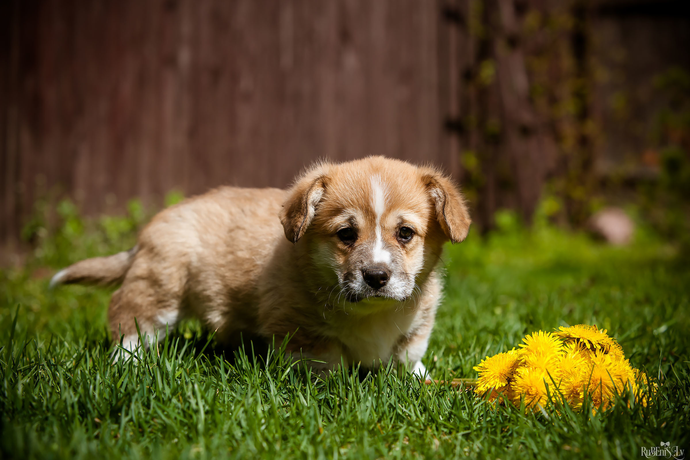 Анна и Марта / Корги и Гриффоны. Фотограф Ромуальд Рубенис и Артемий Сташанс