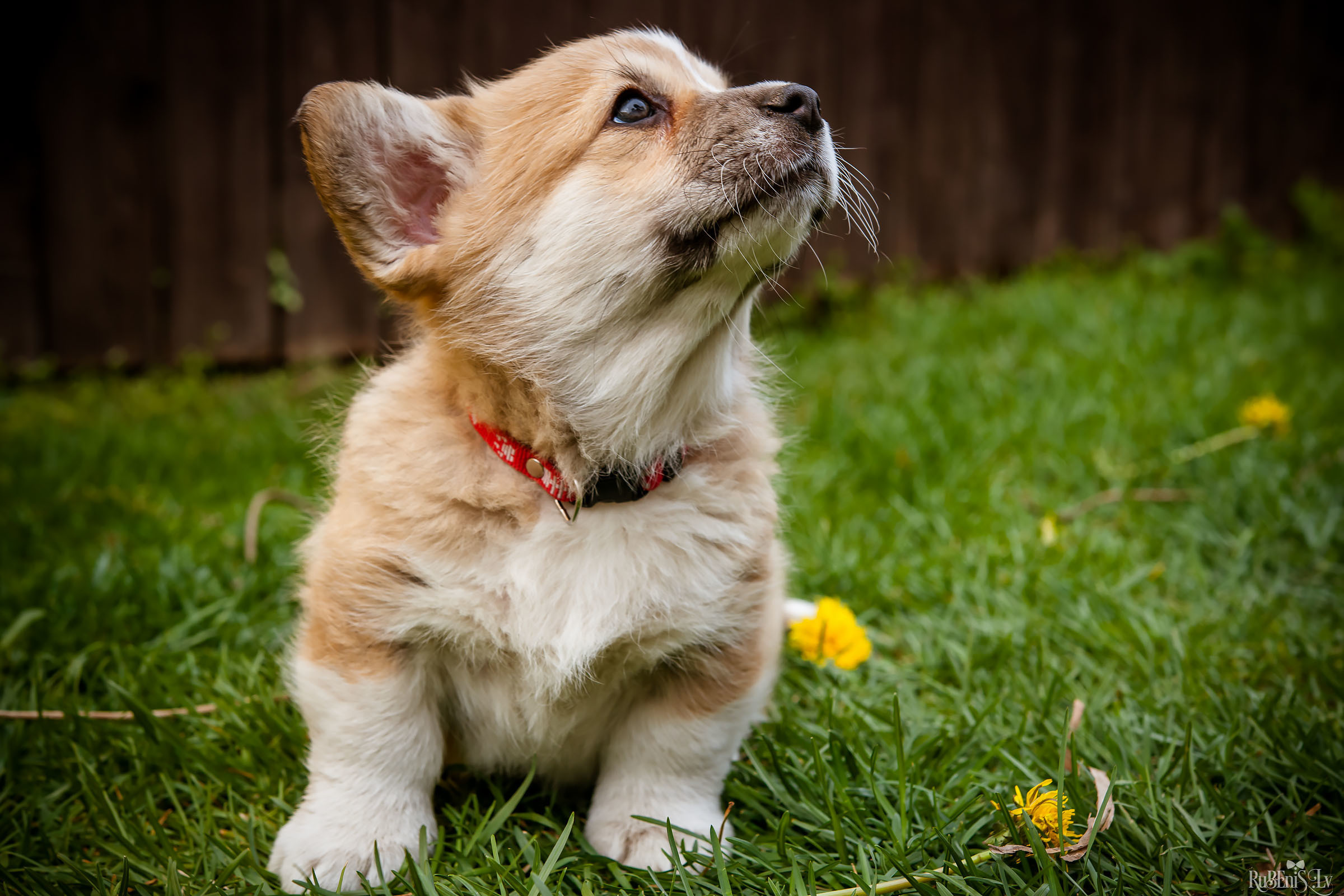 Анна и Марта / Корги и Гриффоны. Фотограф Ромуальд Рубенис и Артемий Сташанс