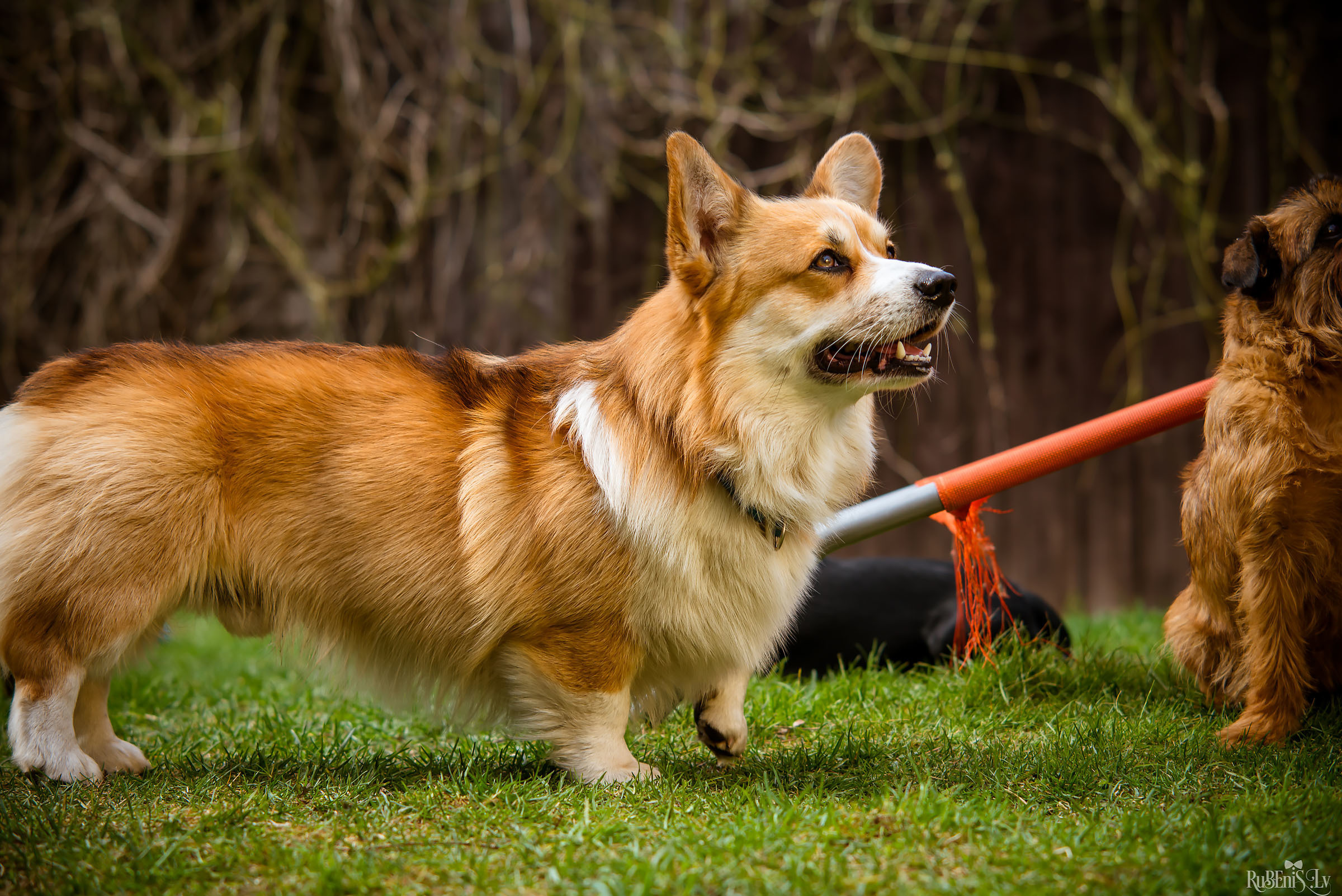 Анна и Марта / Корги и Гриффоны. Фотограф Ромуальд Рубенис и Артемий Сташанс